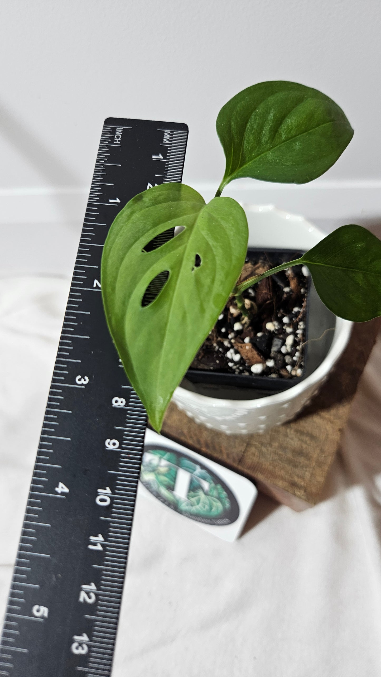 Monstera Obliqua Aff Indanza (MON-200)