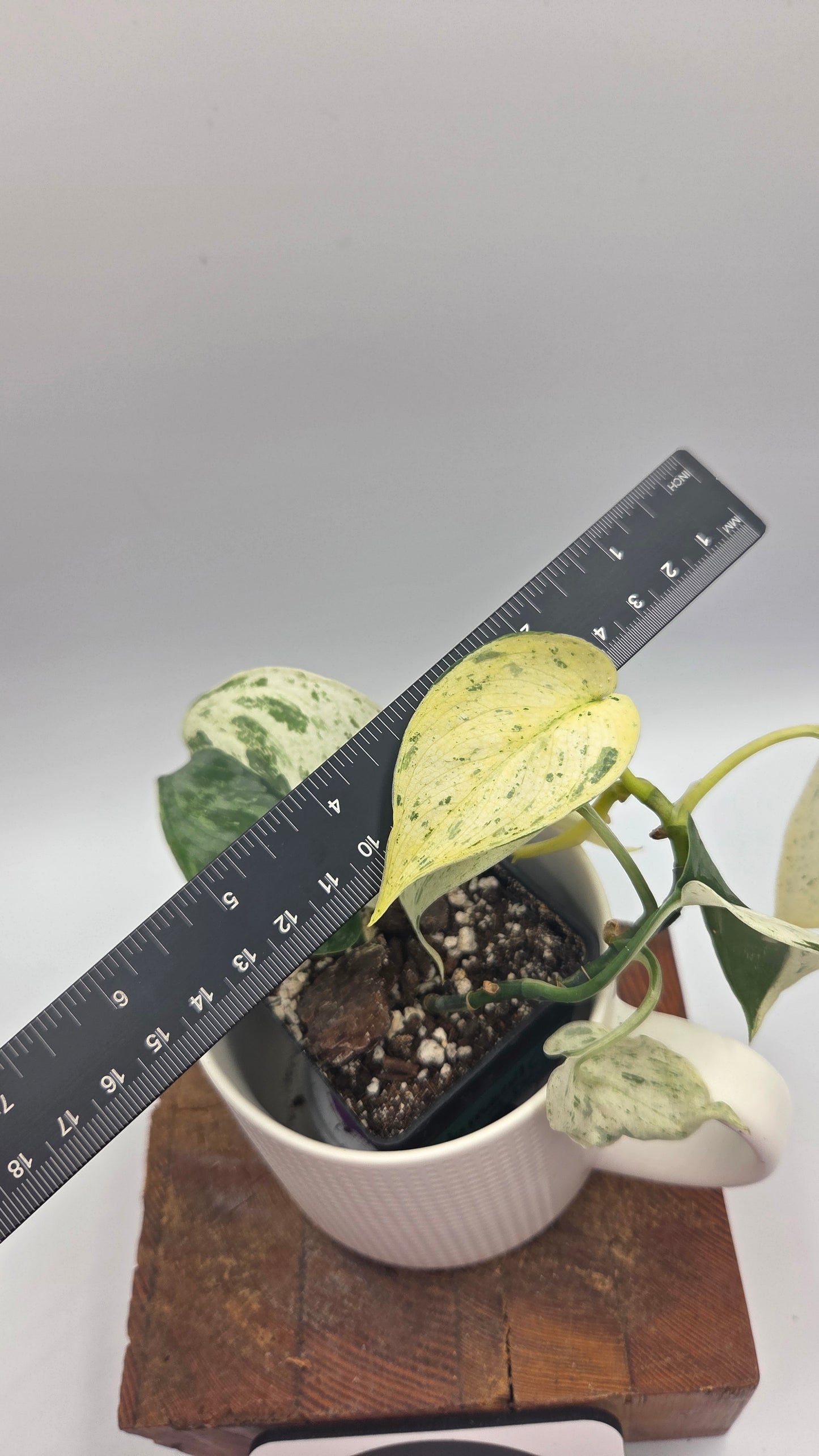 Scindapsus Salamount (SCI-1502)