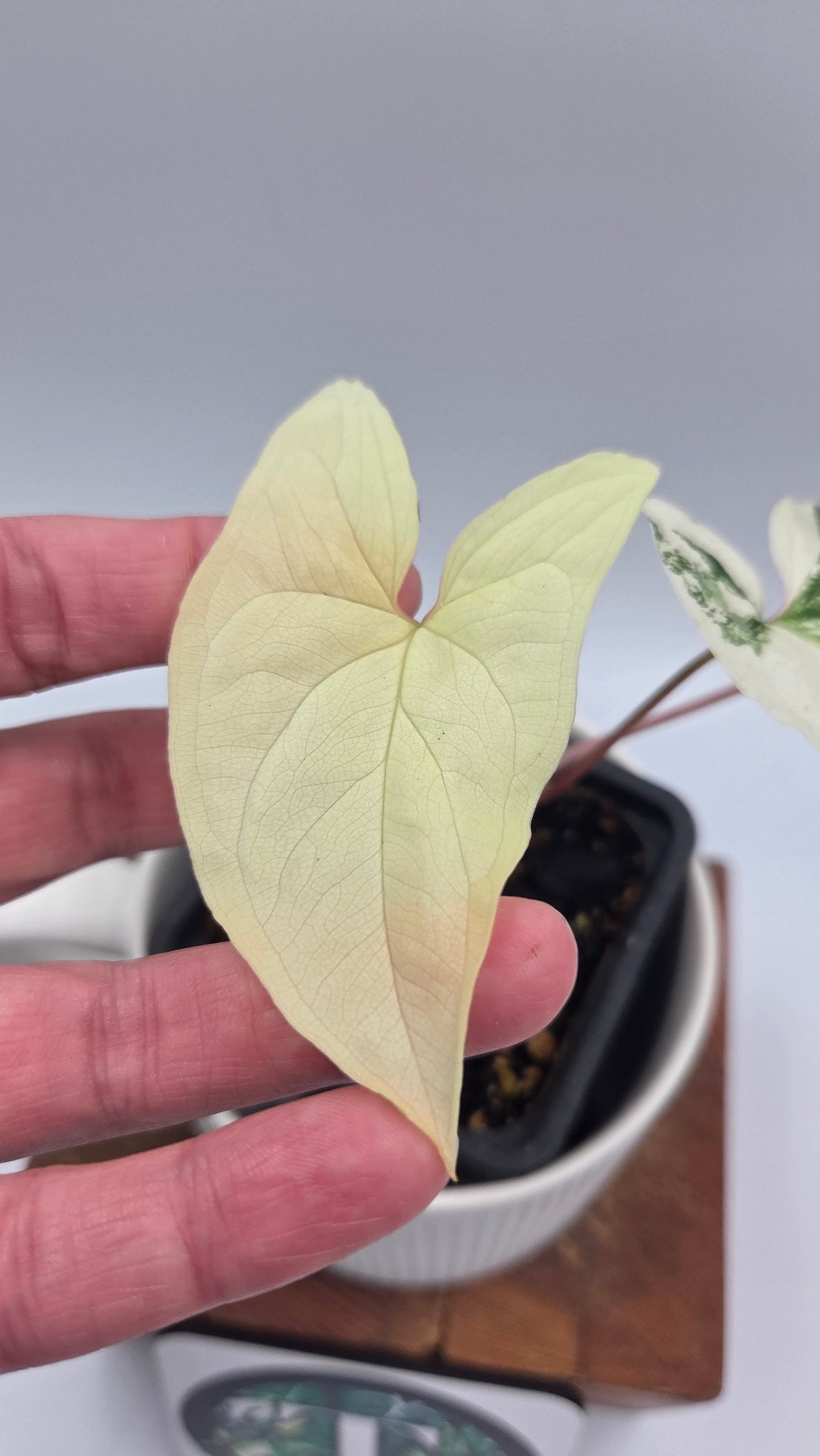 Syngonium Albo (SYN-328)