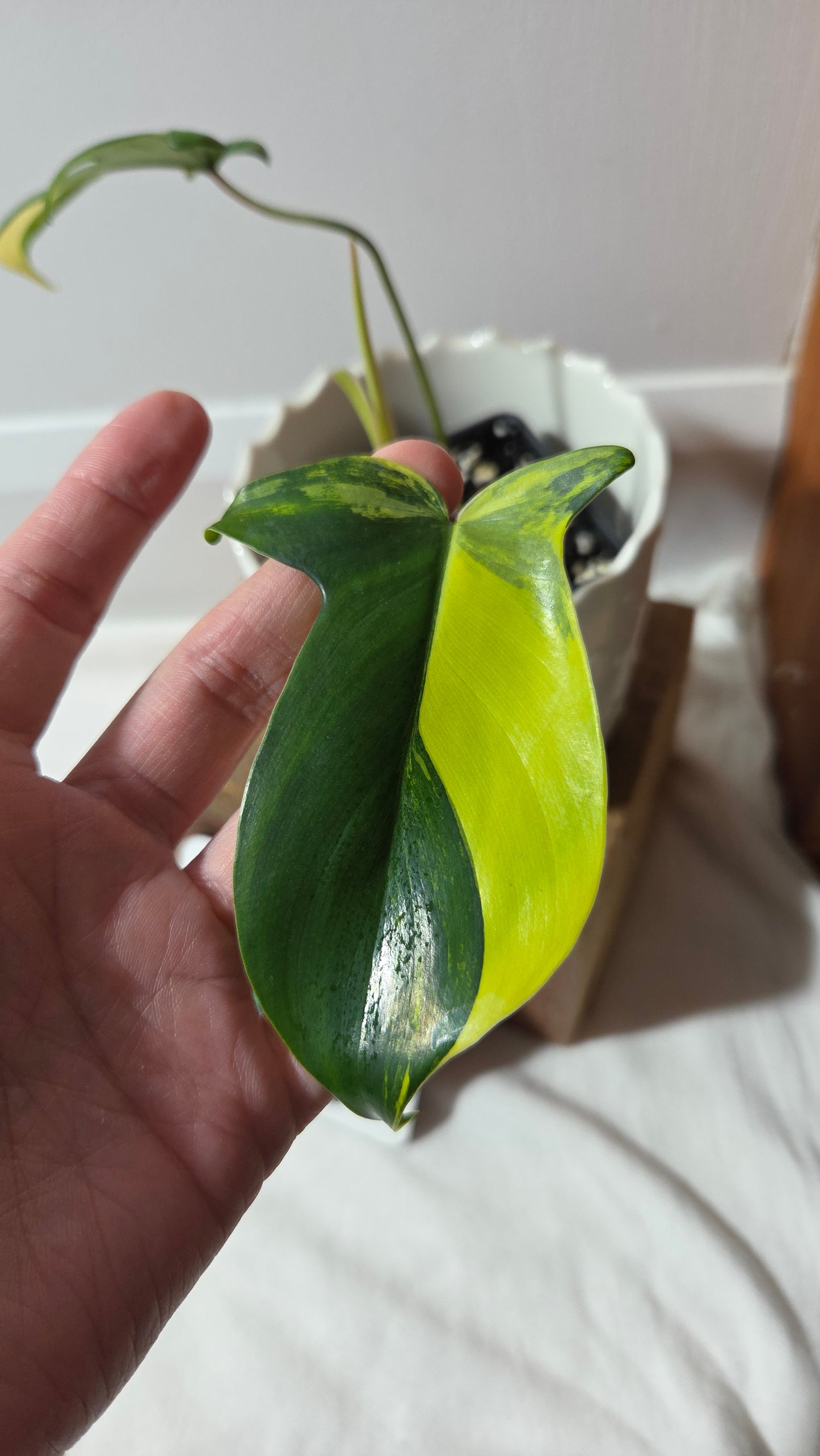 Philodendron Florida Beauty (PHI-965)