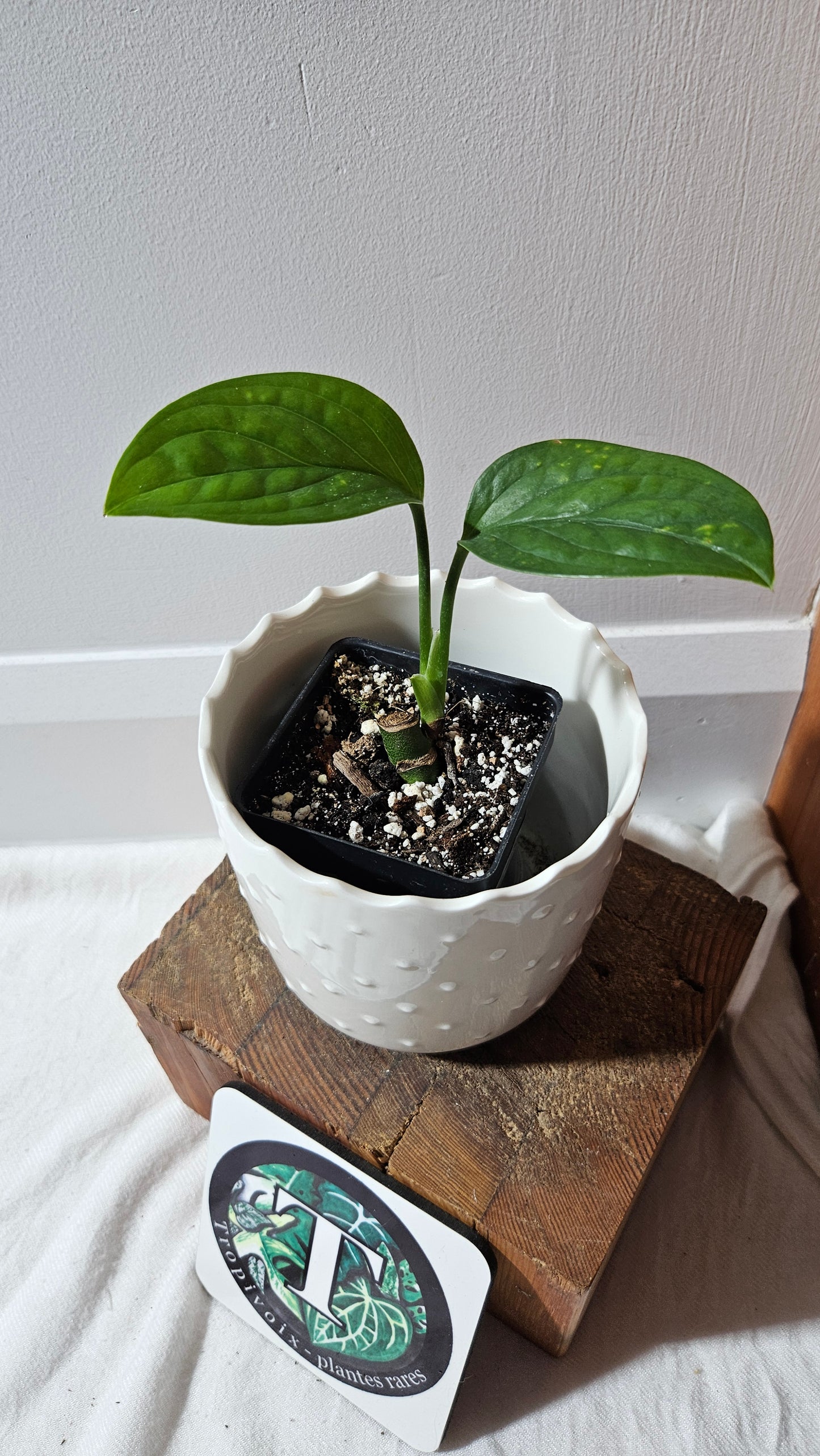 Monstera Pinnatipartita (MON-448)