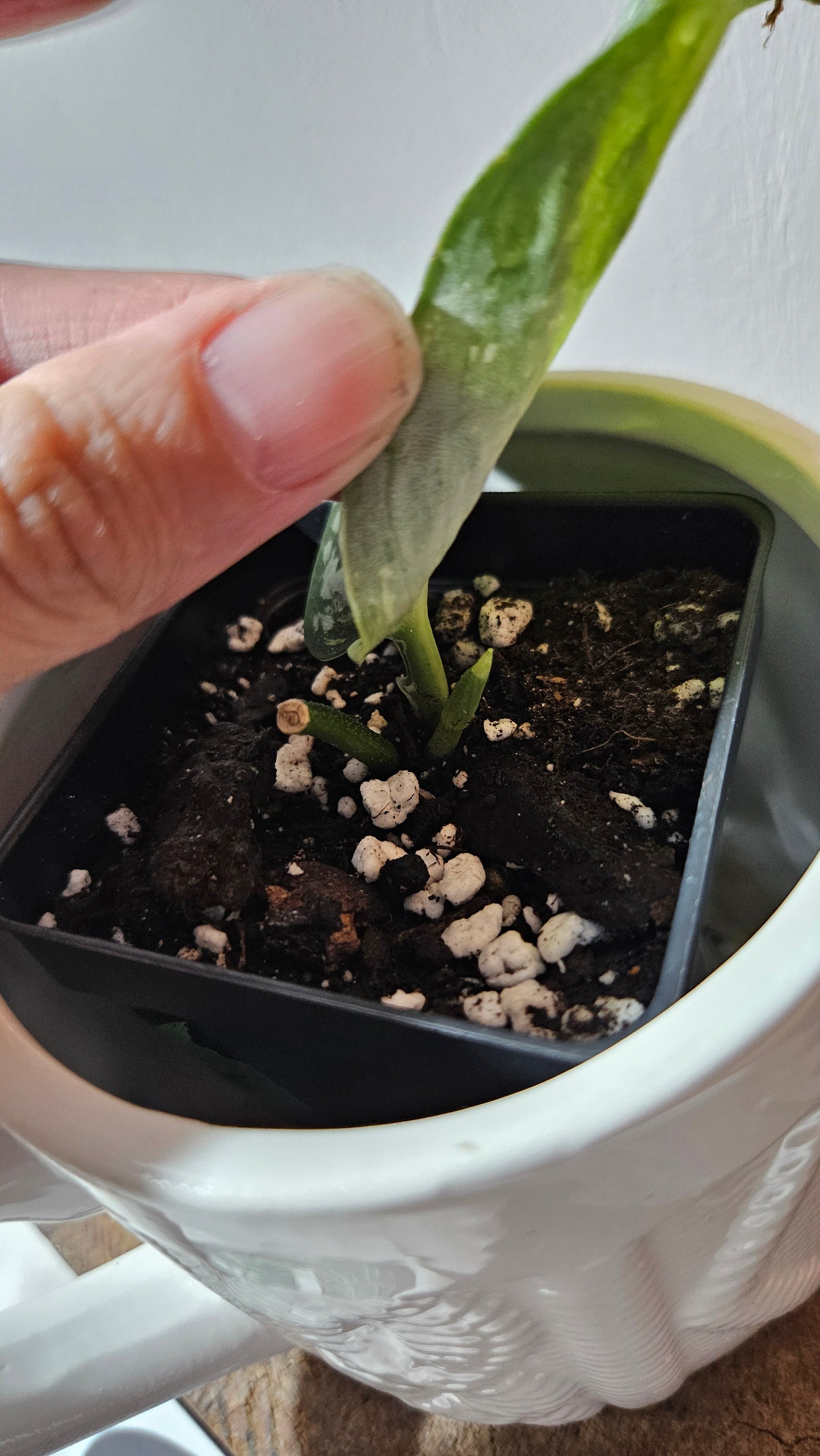 Scindapsus Medusa (SCI-1170)