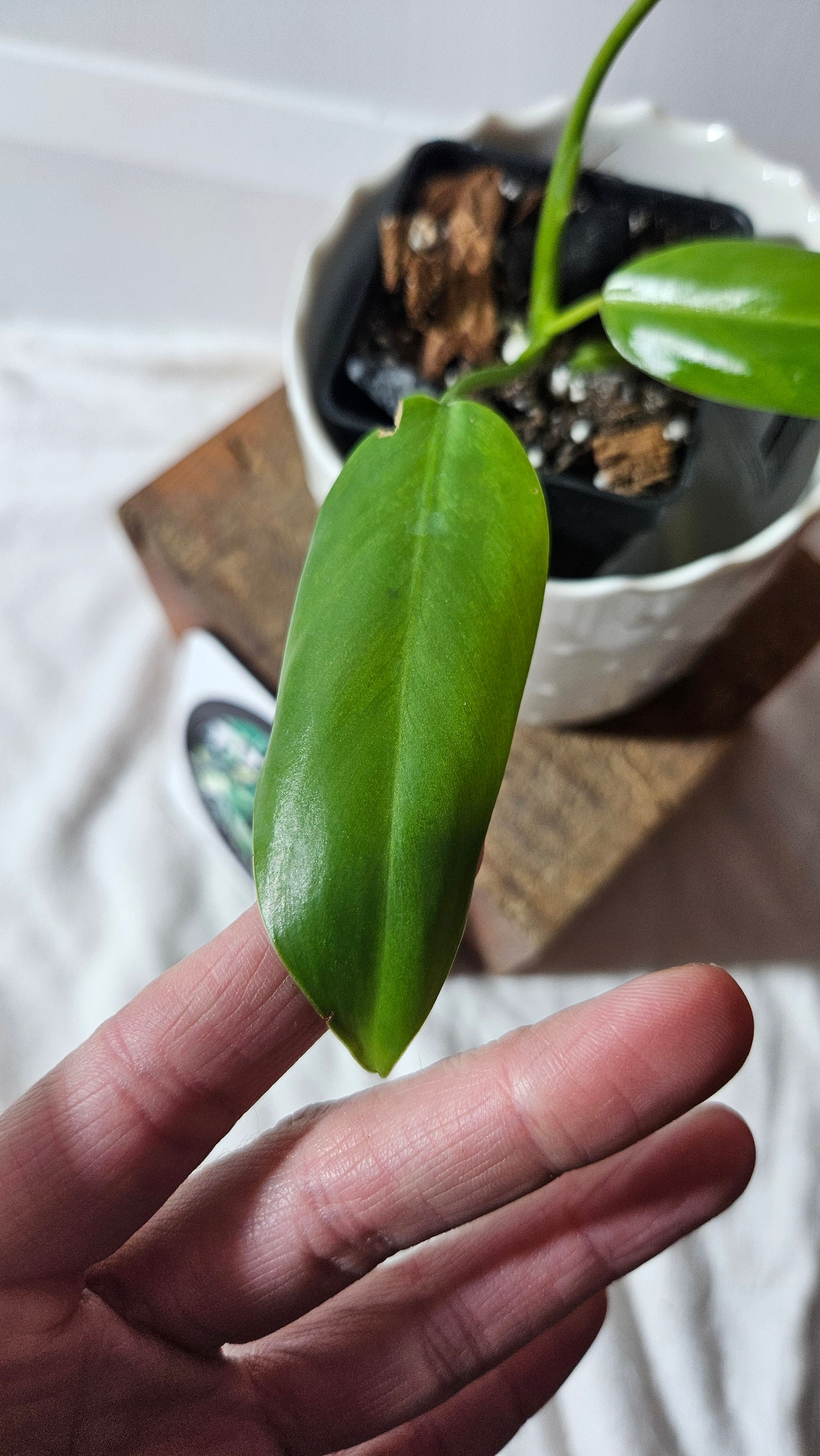 philodendron avocado shake Philodendron Avocado Shake (PHI-773)