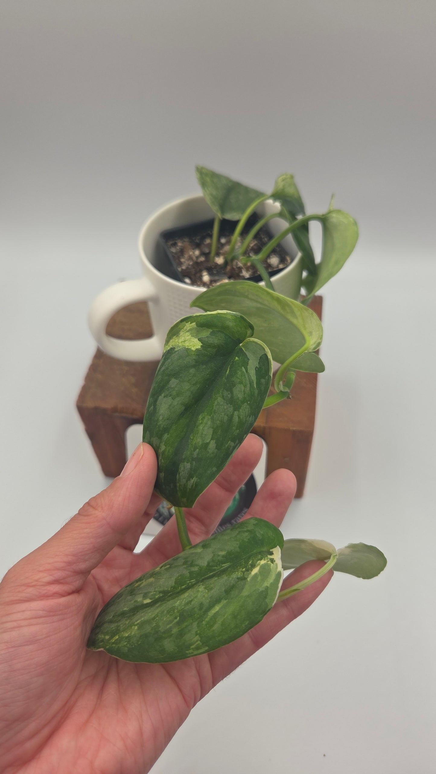 Scindapsus Dark Splash Variegata (SCI-850)
