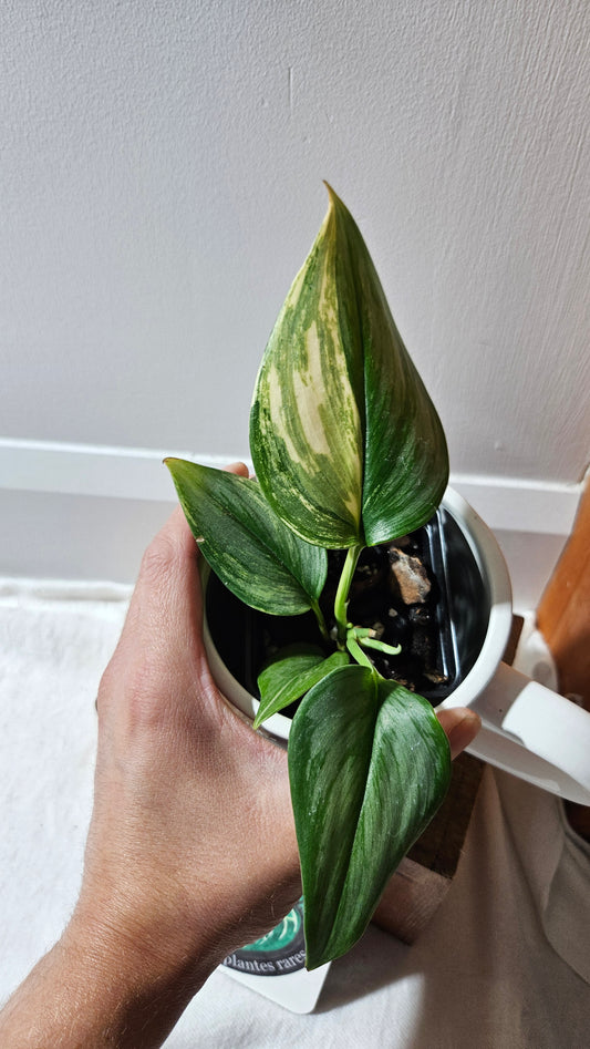 Scindapsus Rubicon (SCI-1110)