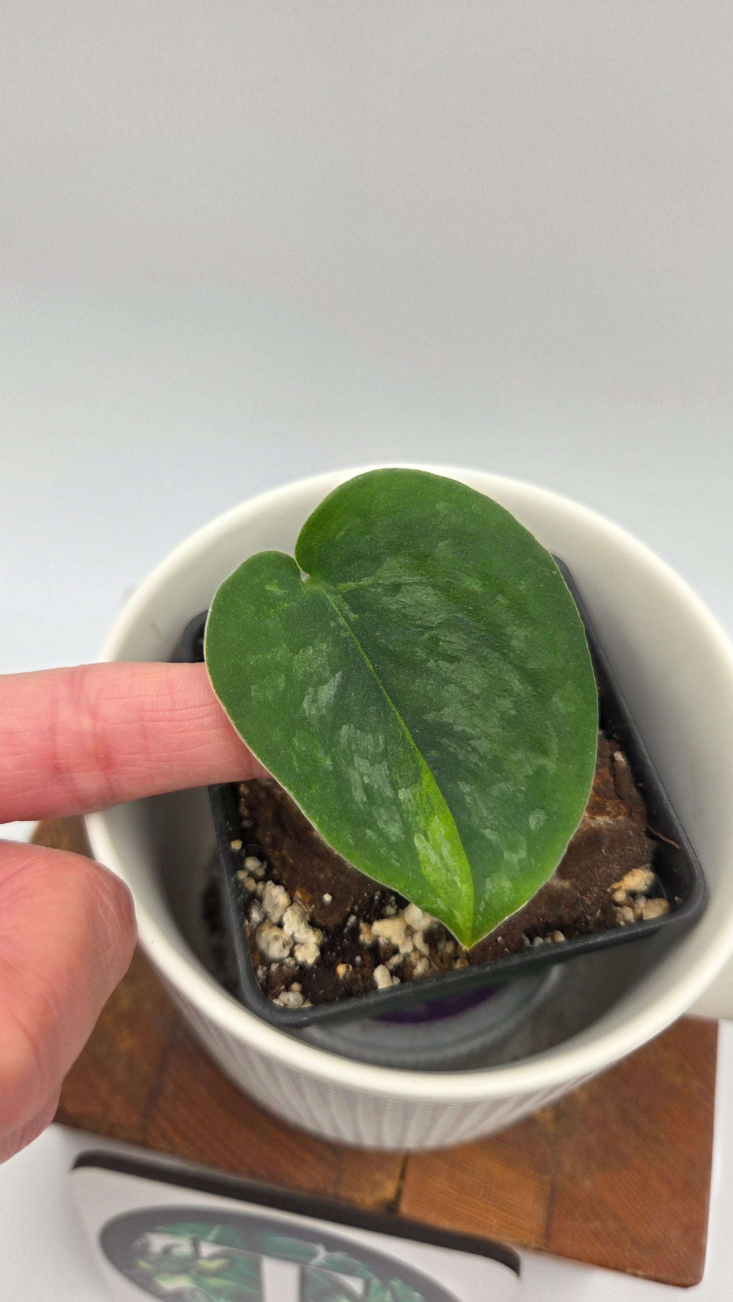 Scindapsus Silver Splash "Green on Green" (SCI-1434)