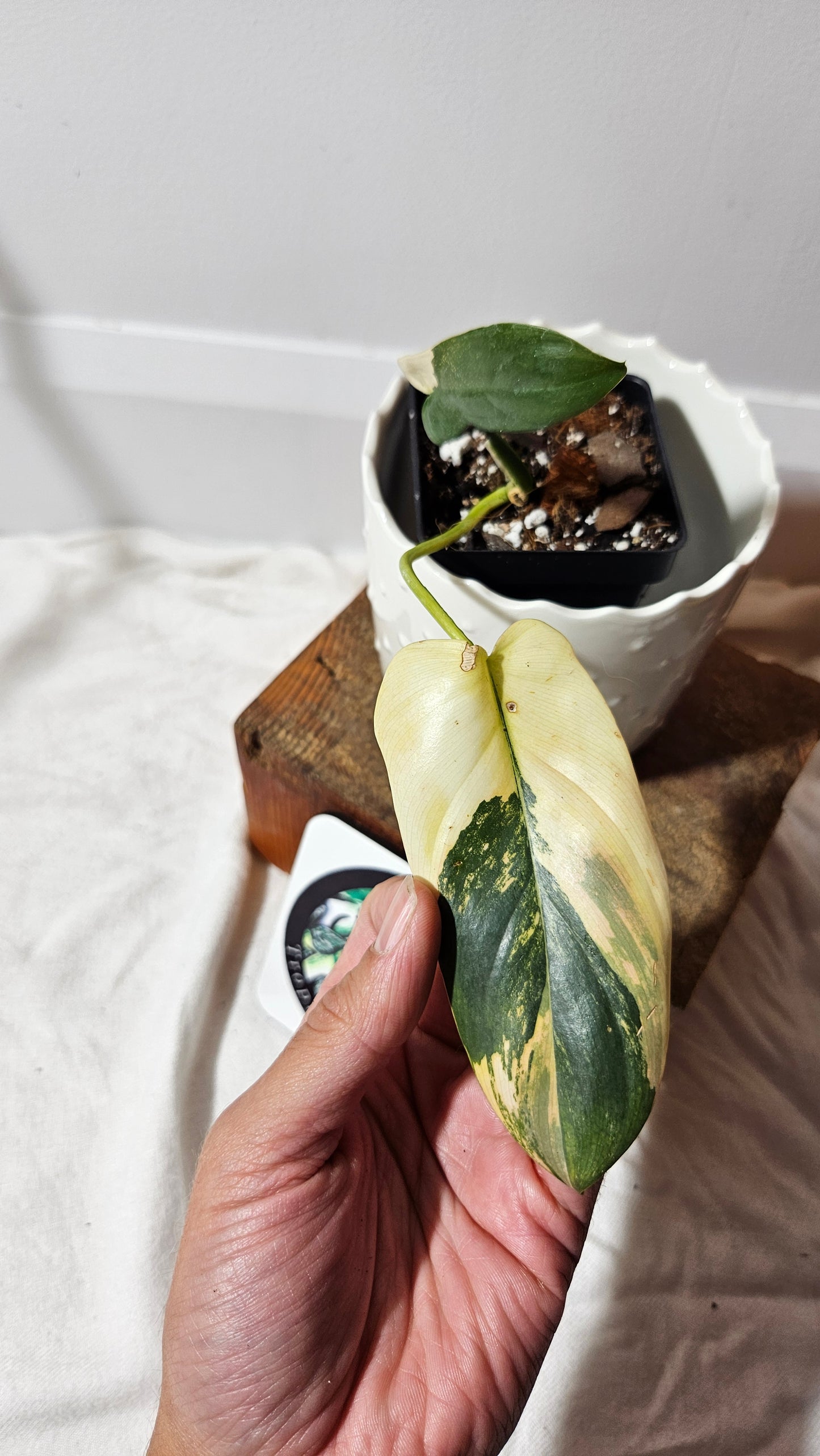 Philodendron Violin Variegata (PHI-583)