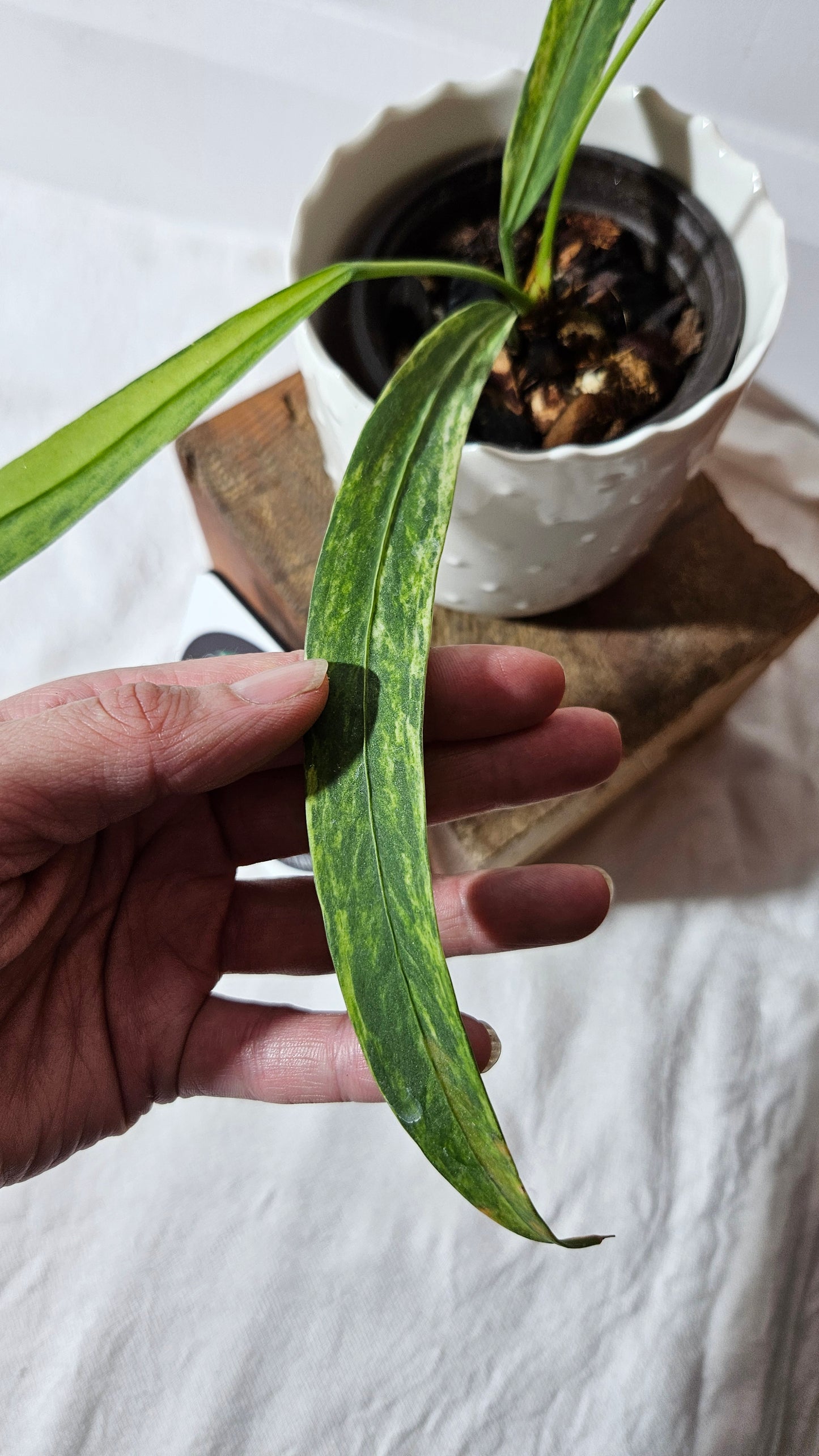Anthurium Vittarifolium Variegata "SMALL/MEDIUM format" (ANT-310)