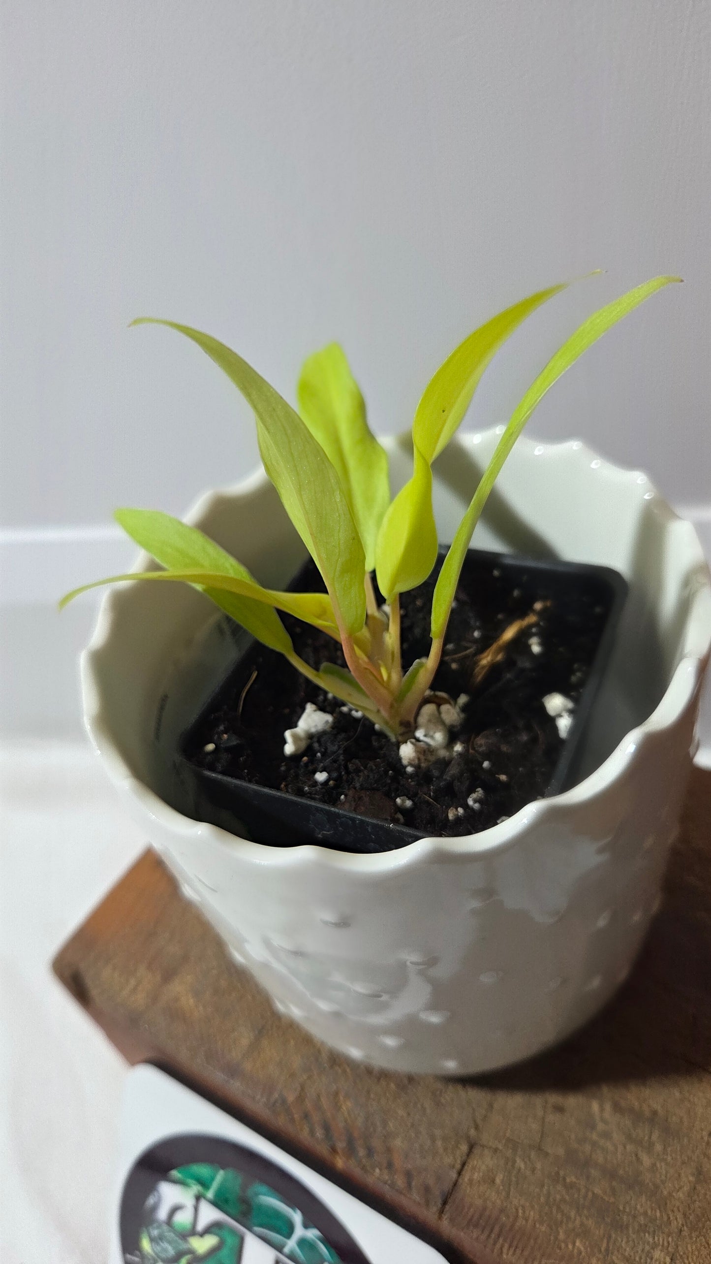 Philodendron Thai Sunrise (PHI-968)