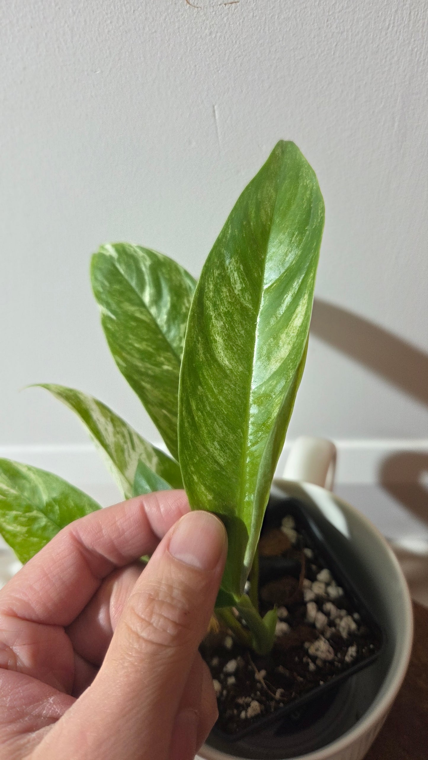 Rhaphidophora Megasperma Variegata (AUT-088)