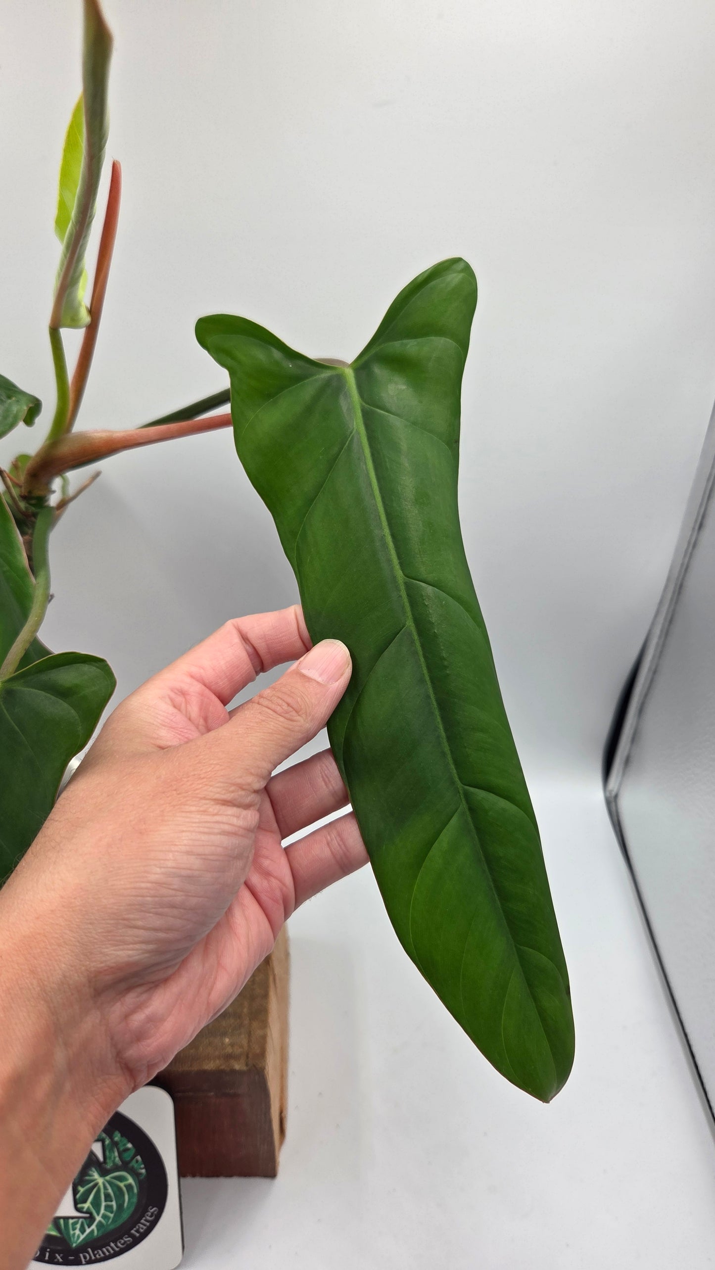 Philodendron Billietiae Aff (PHI-1077)