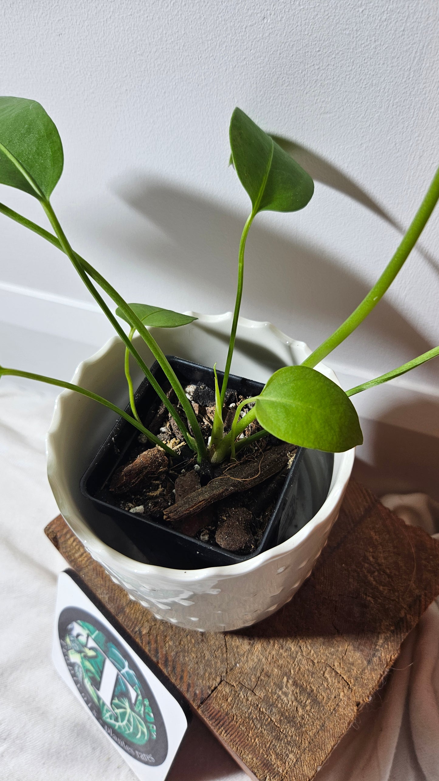 Anthurium  SP Morona "format MOYEN" (ANT-233)