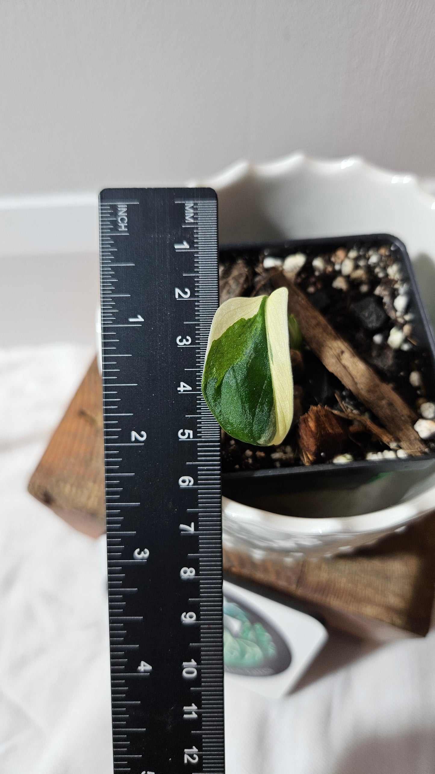 Monstera Andasonii Tricolore (MON-452)