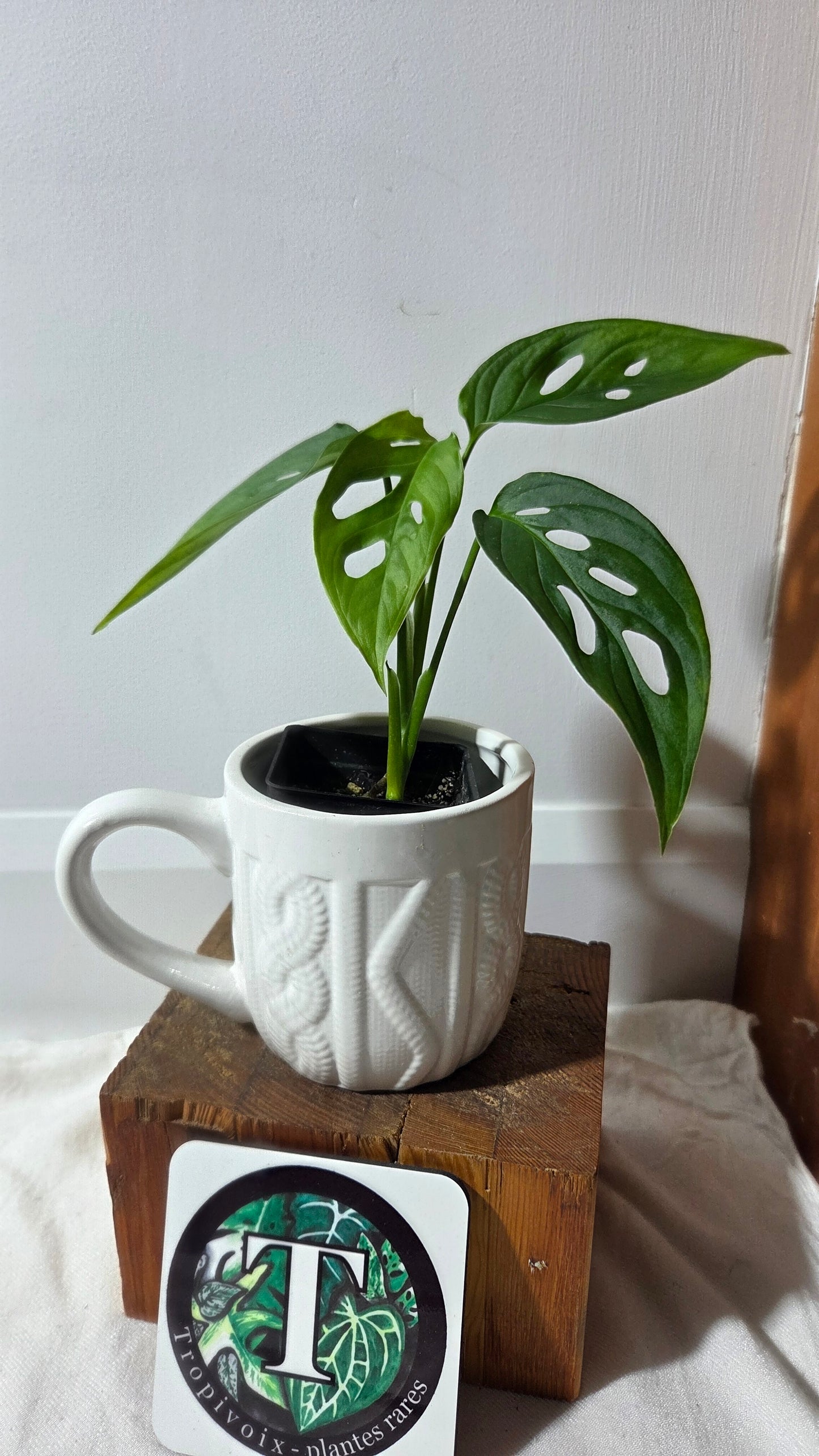 Monstera Obliqua Aff Tamarindo (MON-532)