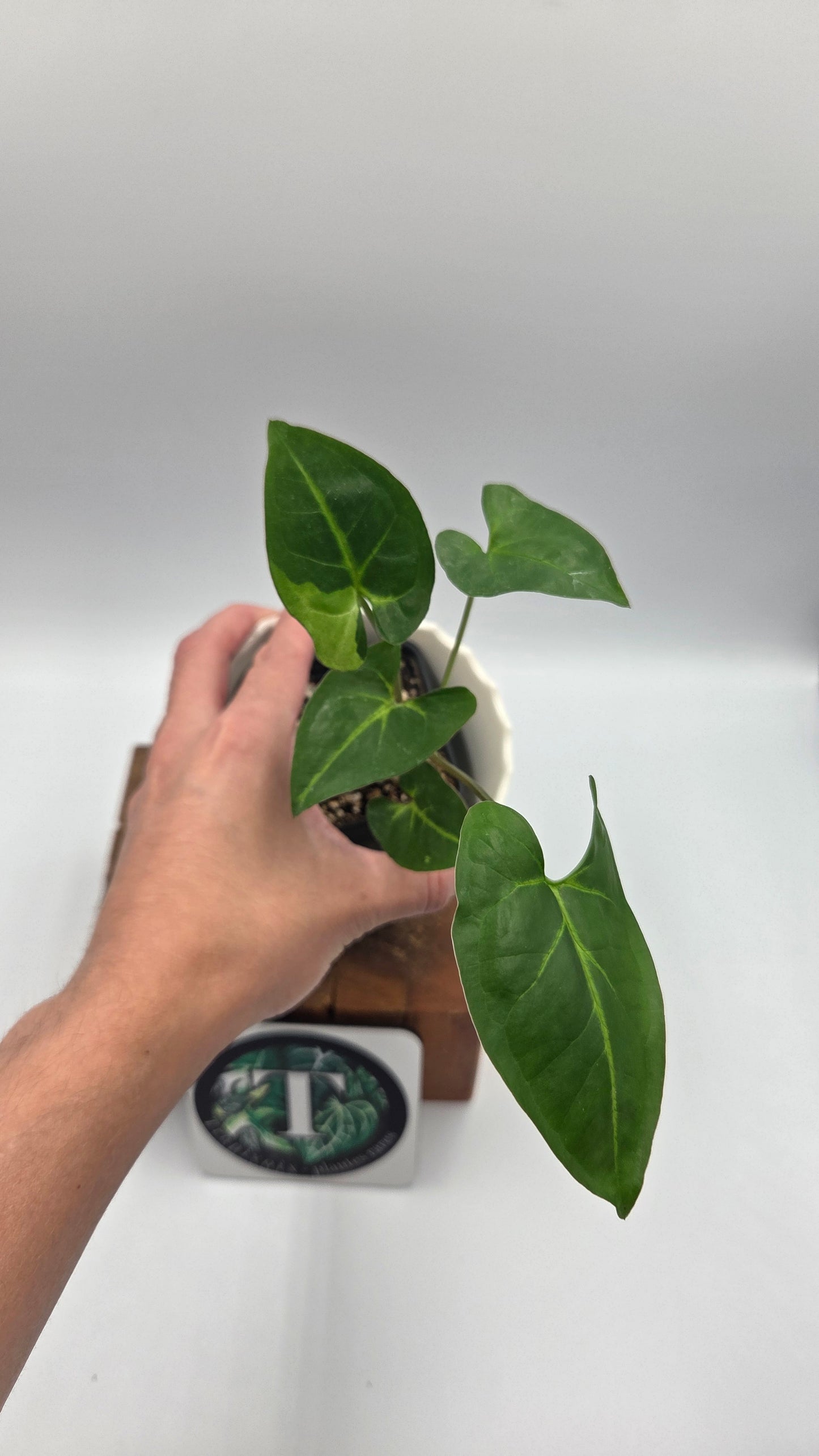 Syngonium Panda/Indo (SYN-503)