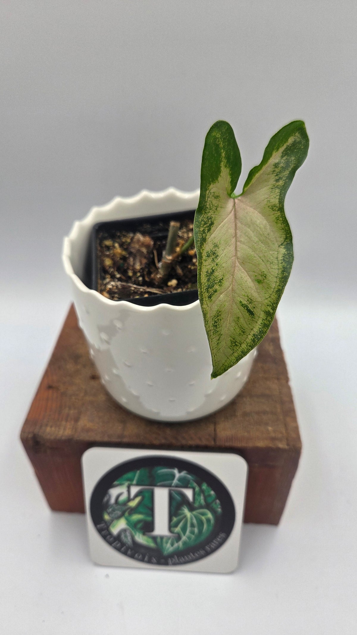 Syngonium Black Pink (SYN-530)