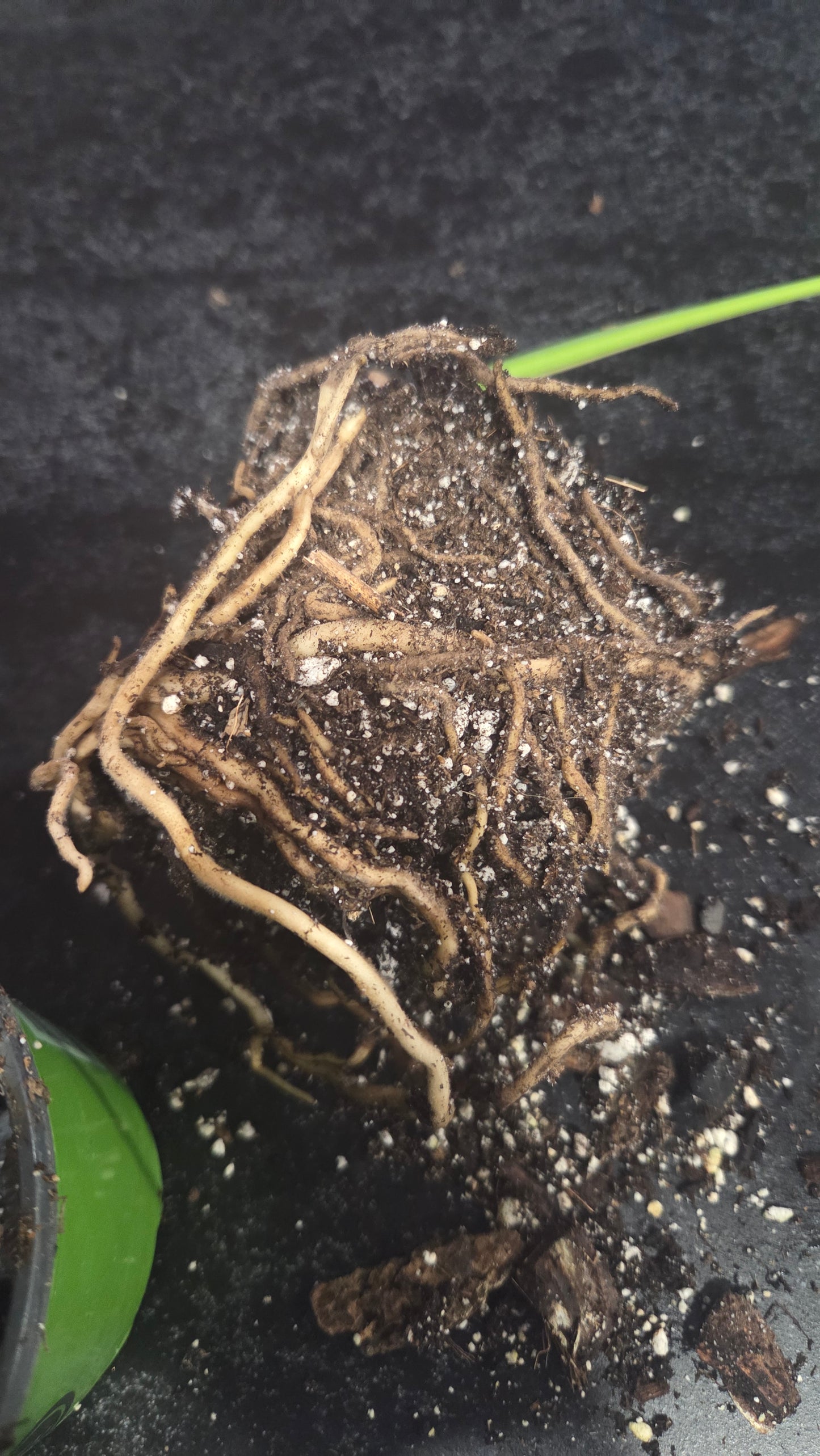 Monstera Aurea (MON-390)