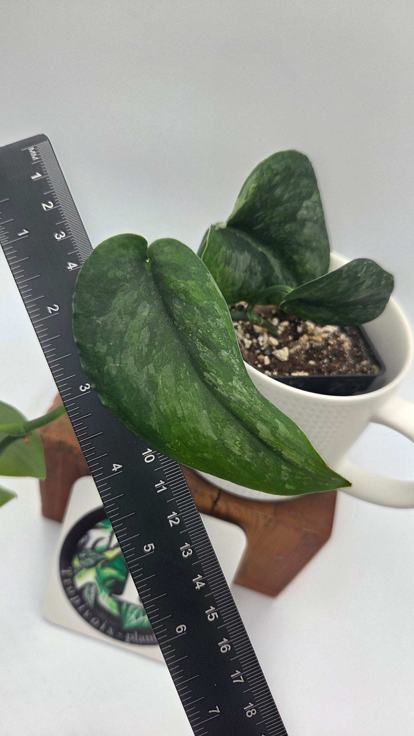 Scindapsus Dark Splash Variegata (SCI-775)