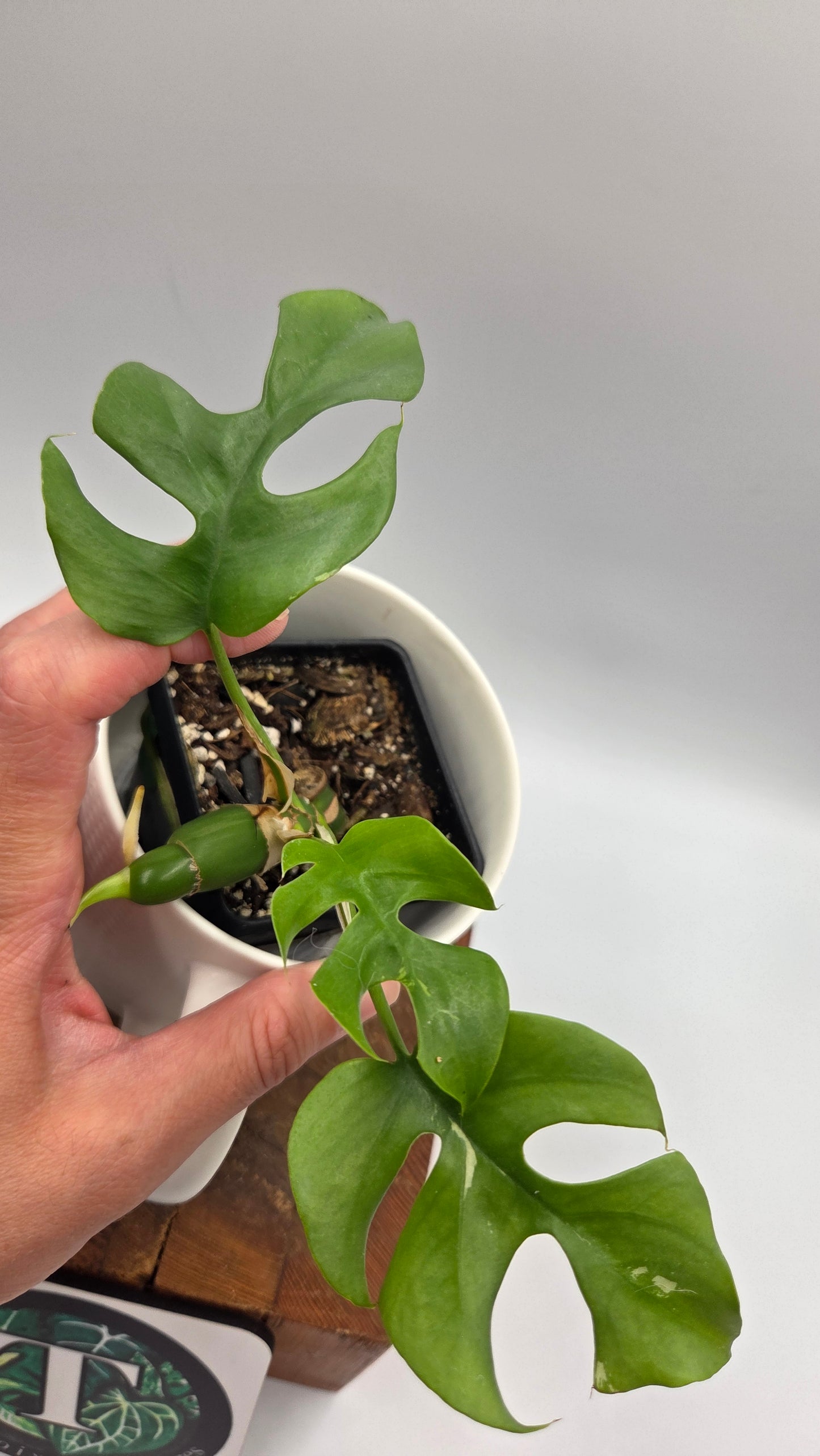 Rhaphidophora Tetrasperma Variegata (AUT-056)