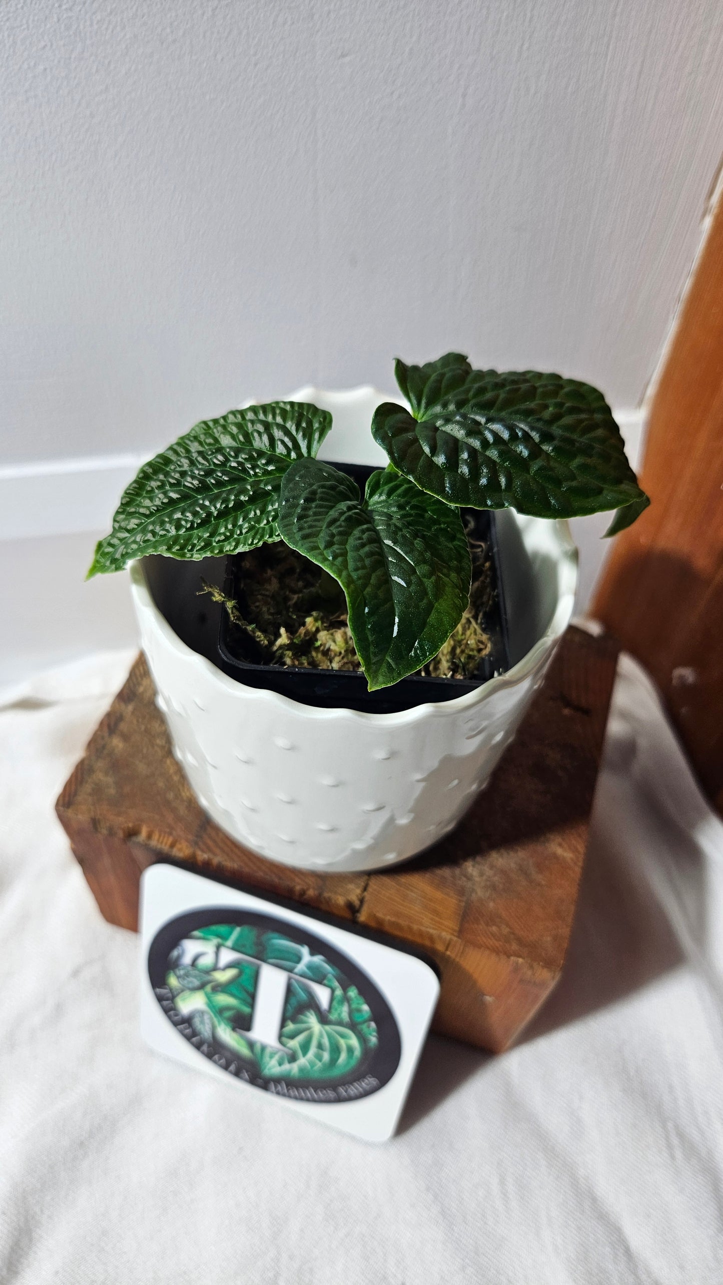 Anthurium Splendidum "format PETIT" (ANT-628)