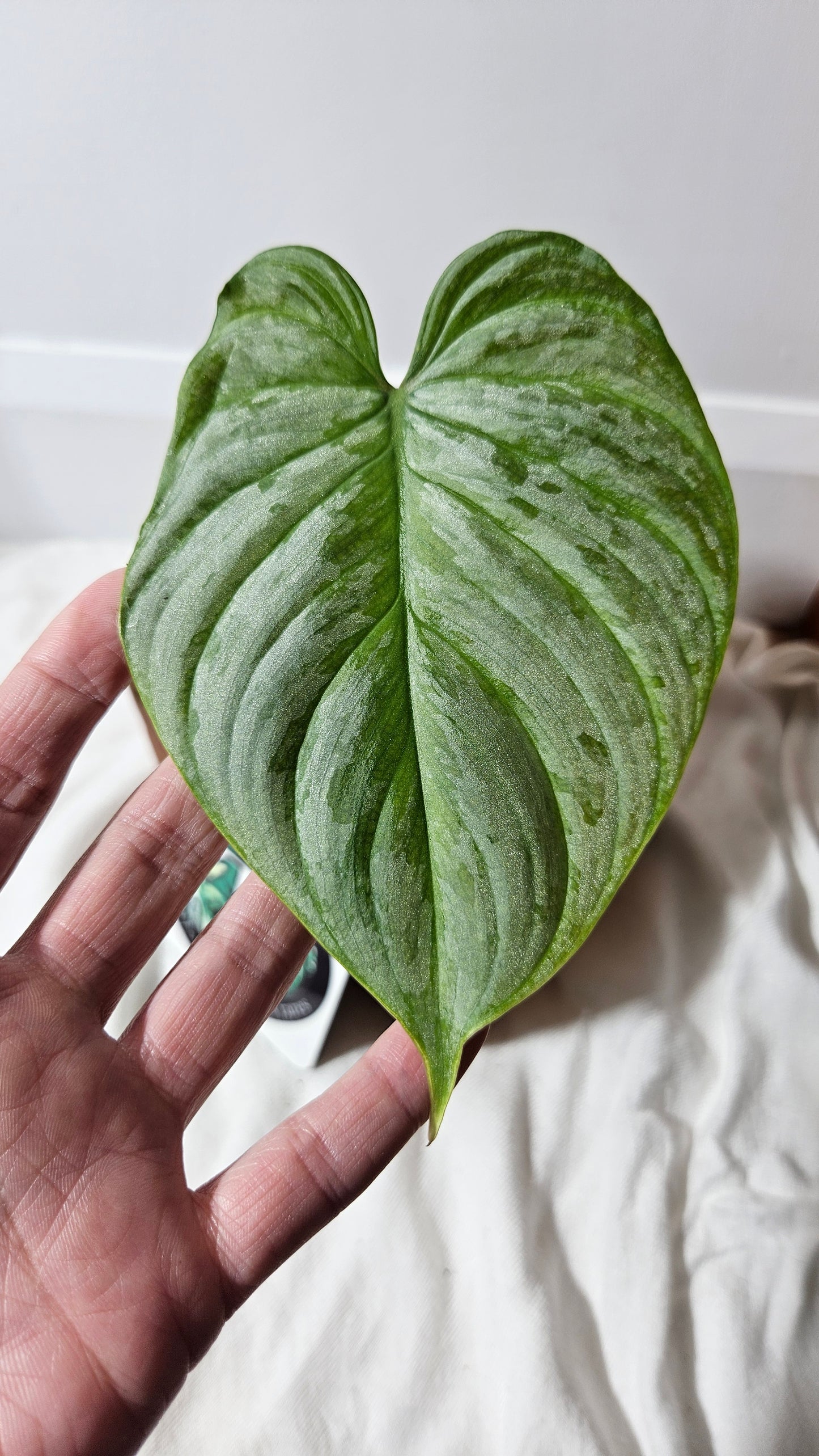 Philodendron Majestic (PHI-618)