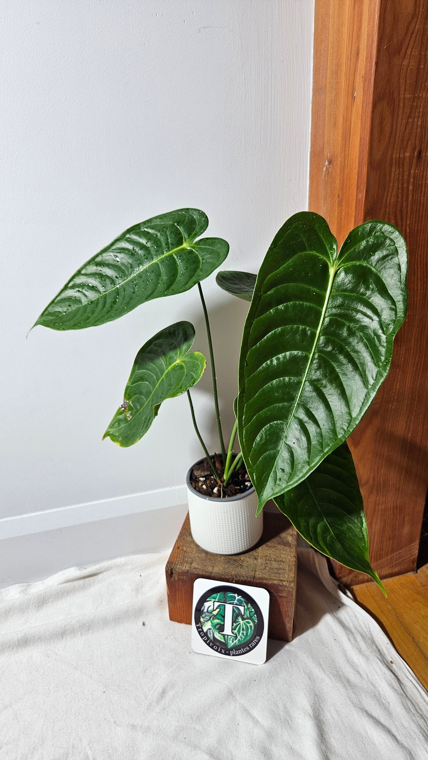 Anthurium Veitchii Narrow "format LARGE" (ANT-643)