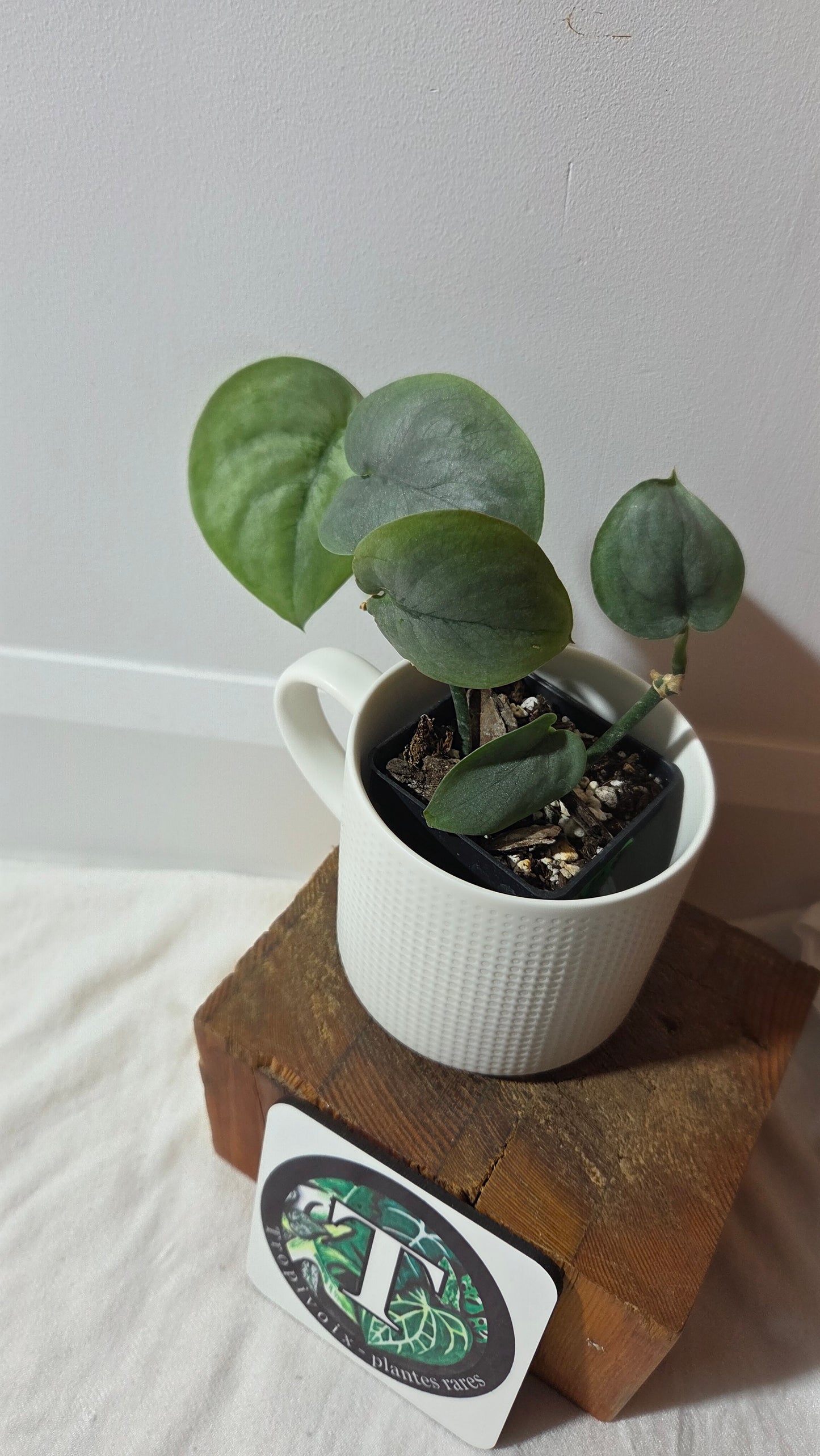 Scindapsus Silver Hero (SCI-1402)