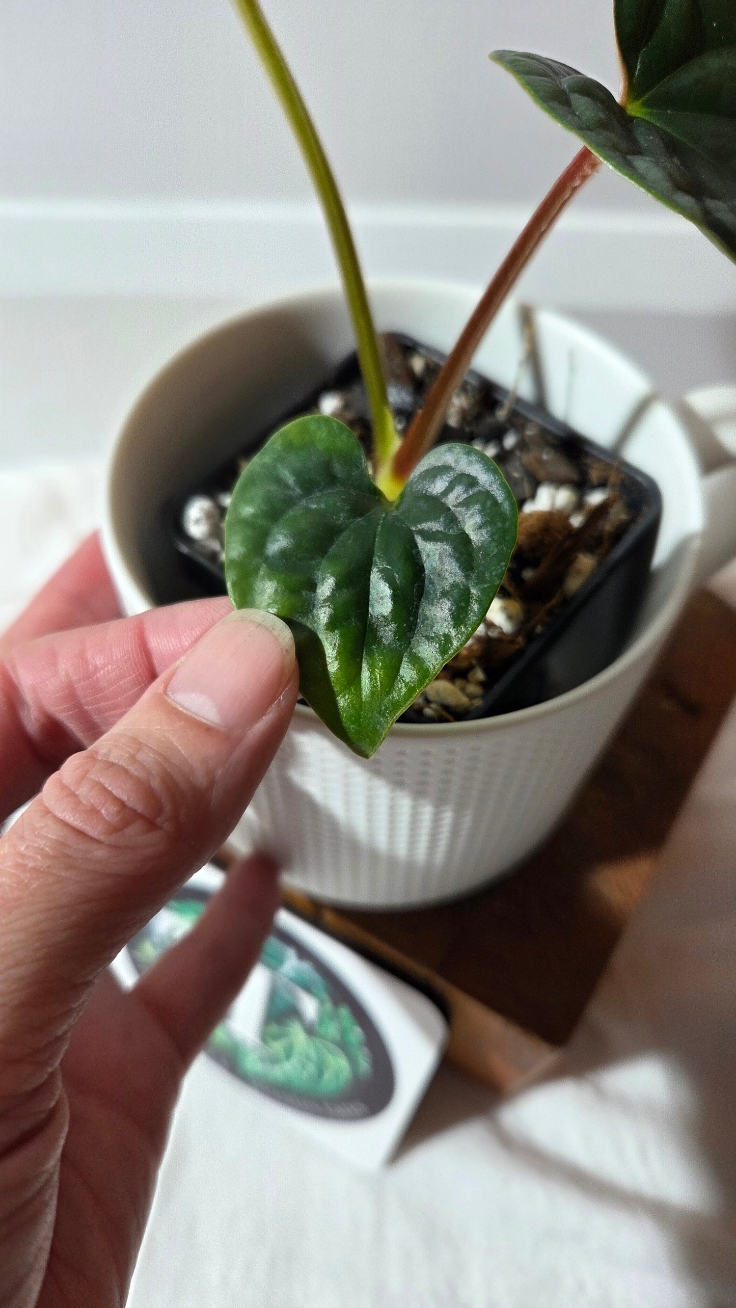 Anthurium Luxurians super Velvet  "format PETIT" (ANT-645)