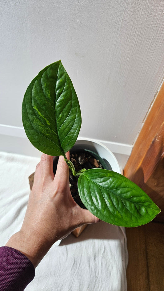 Monstera Pinnatipartita (MON-449)