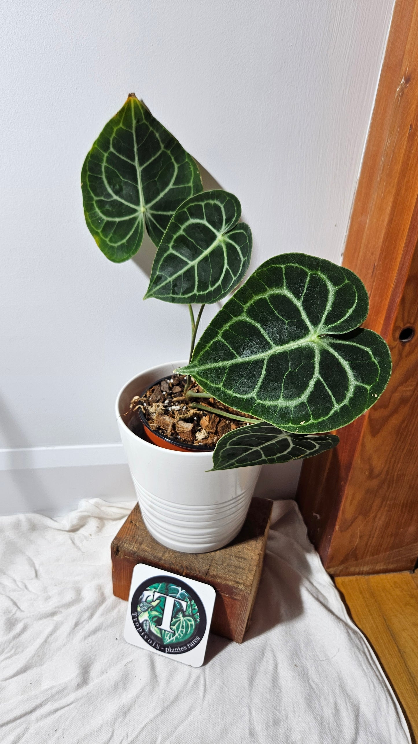 Anthurium King Clarinervium Hybrid "format LARGE" (ANT-123)