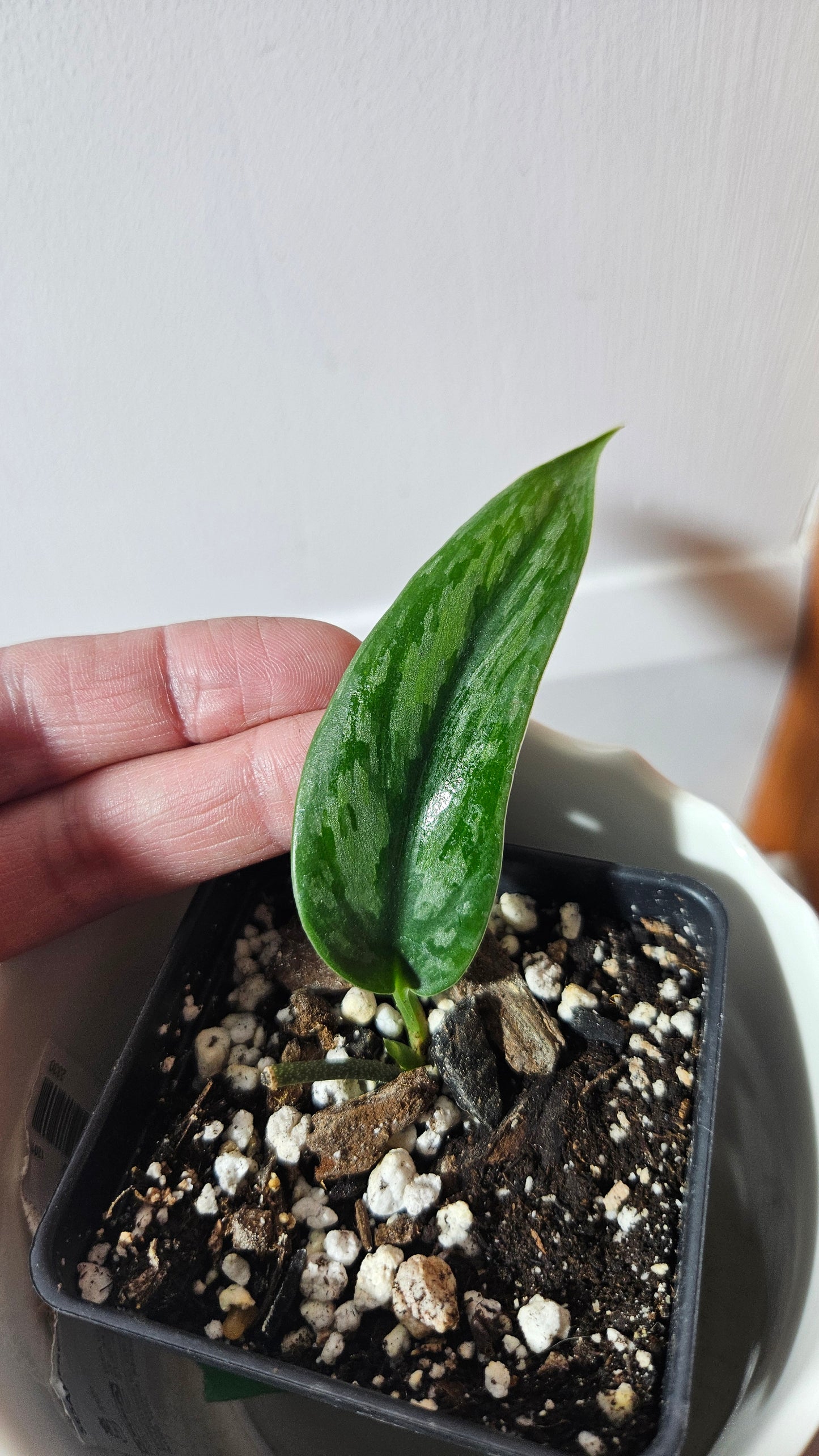 Scindapsus Spears (SCI-949)