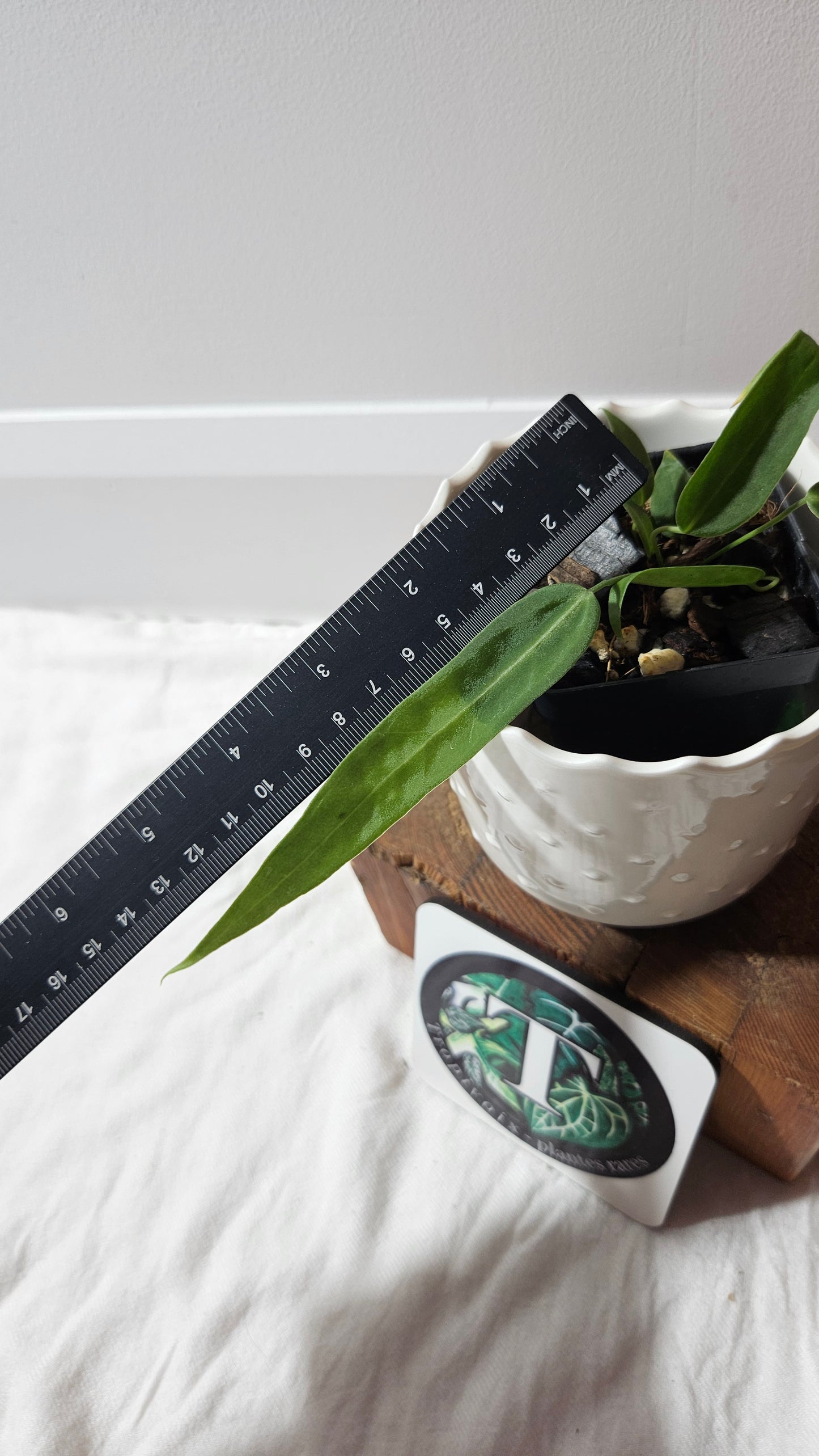 Anthurium Pallidiflorum Narrow "format PETIT"(ANT-598)