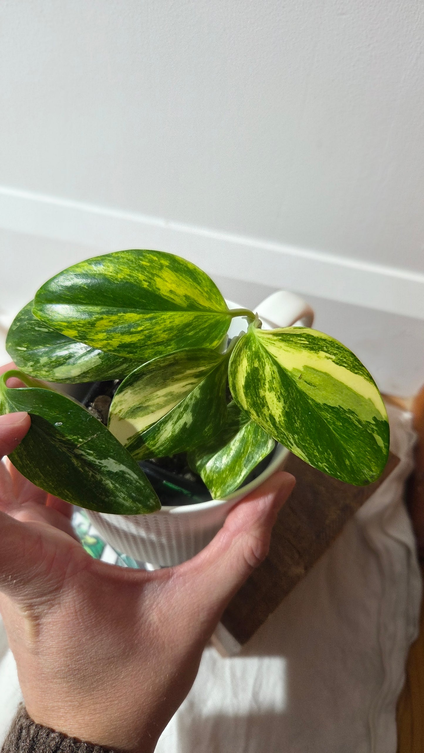 Monstera Standleyana Aurea (MON-261)