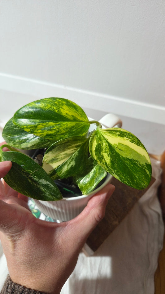 Monstera Standleyana Aurea (MON-261)