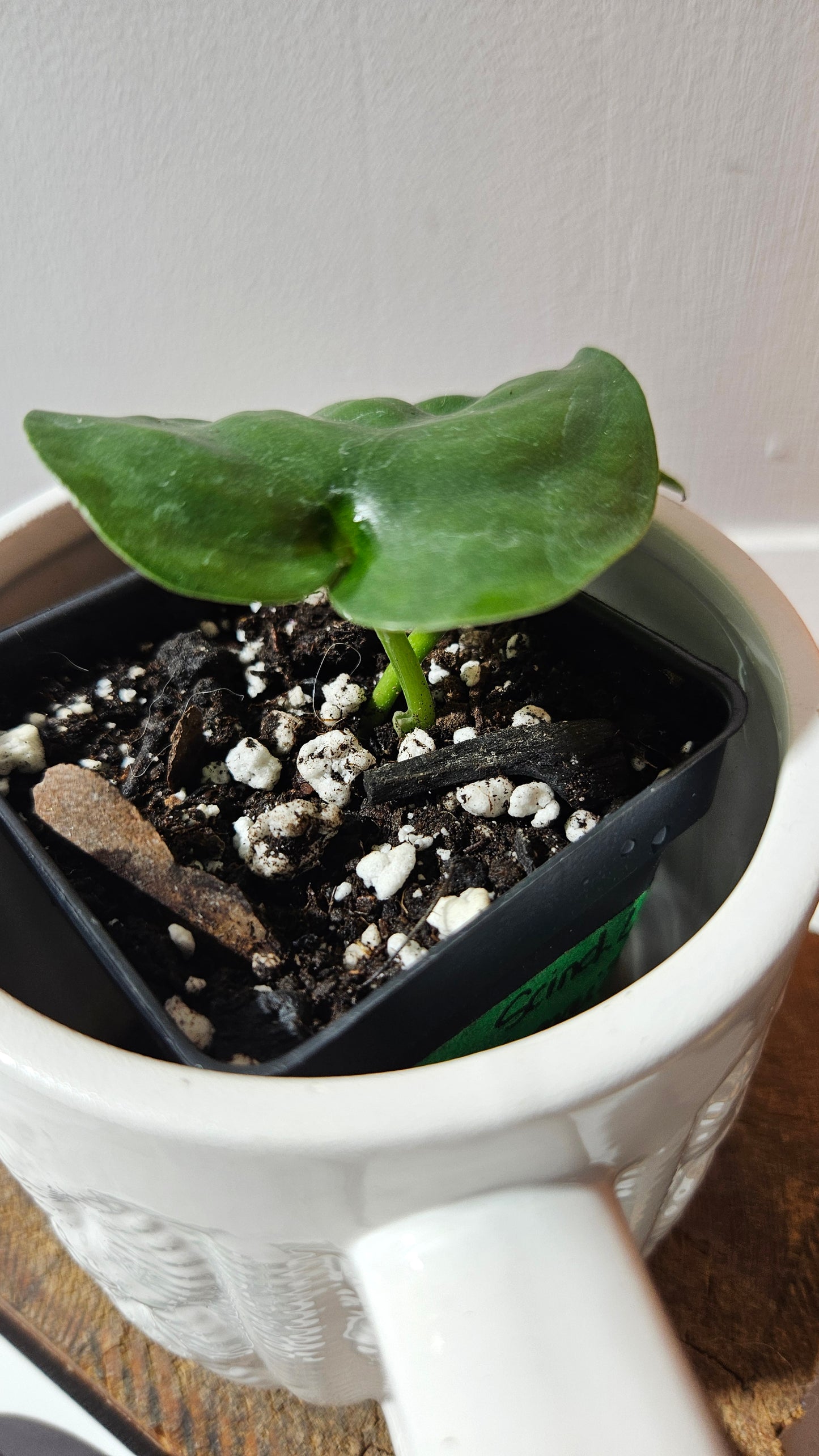 Scindapsus Lucens (SCI-1179)