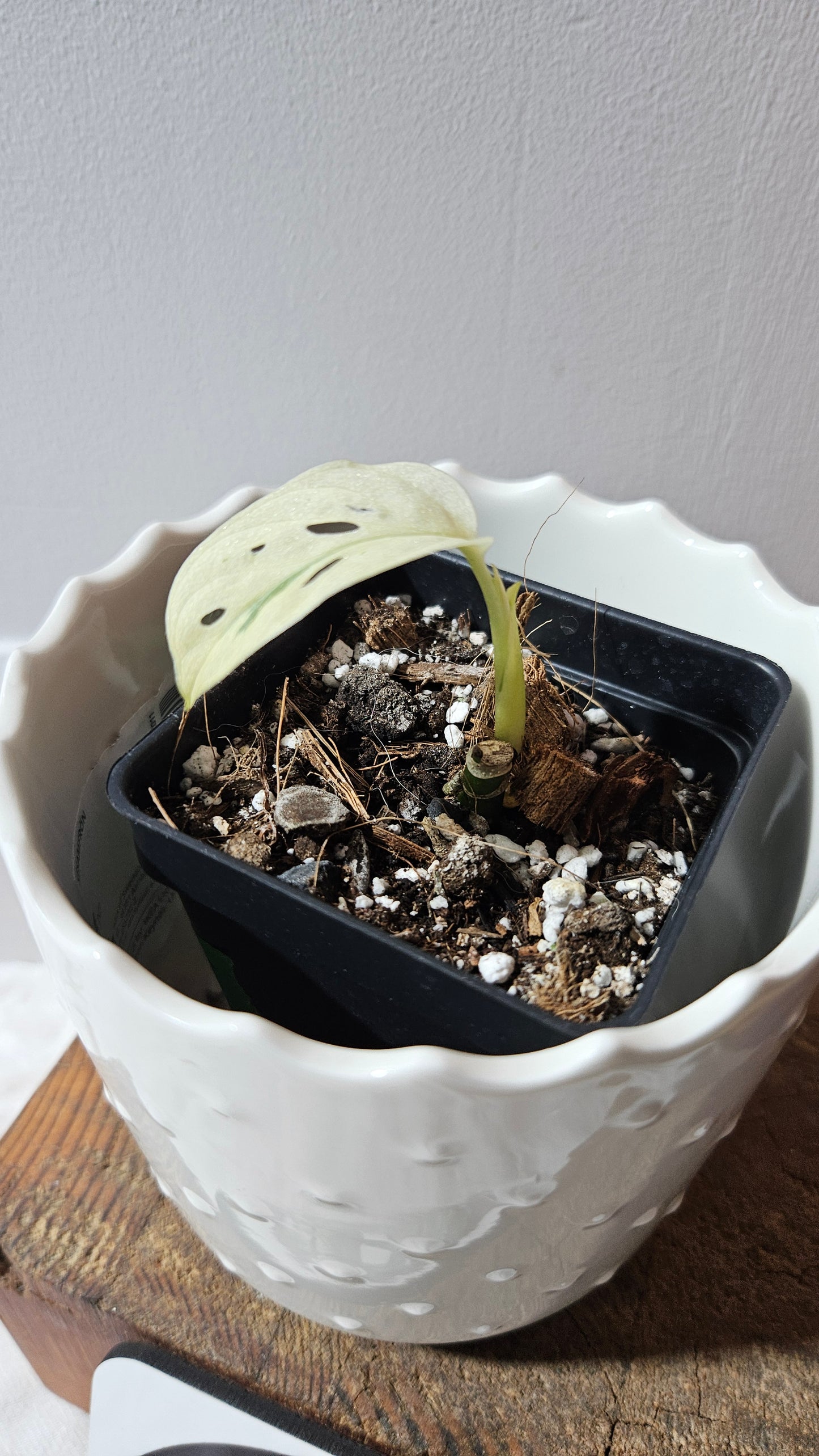 Monstera Andasonii Archipelago Ghost (MON-455)