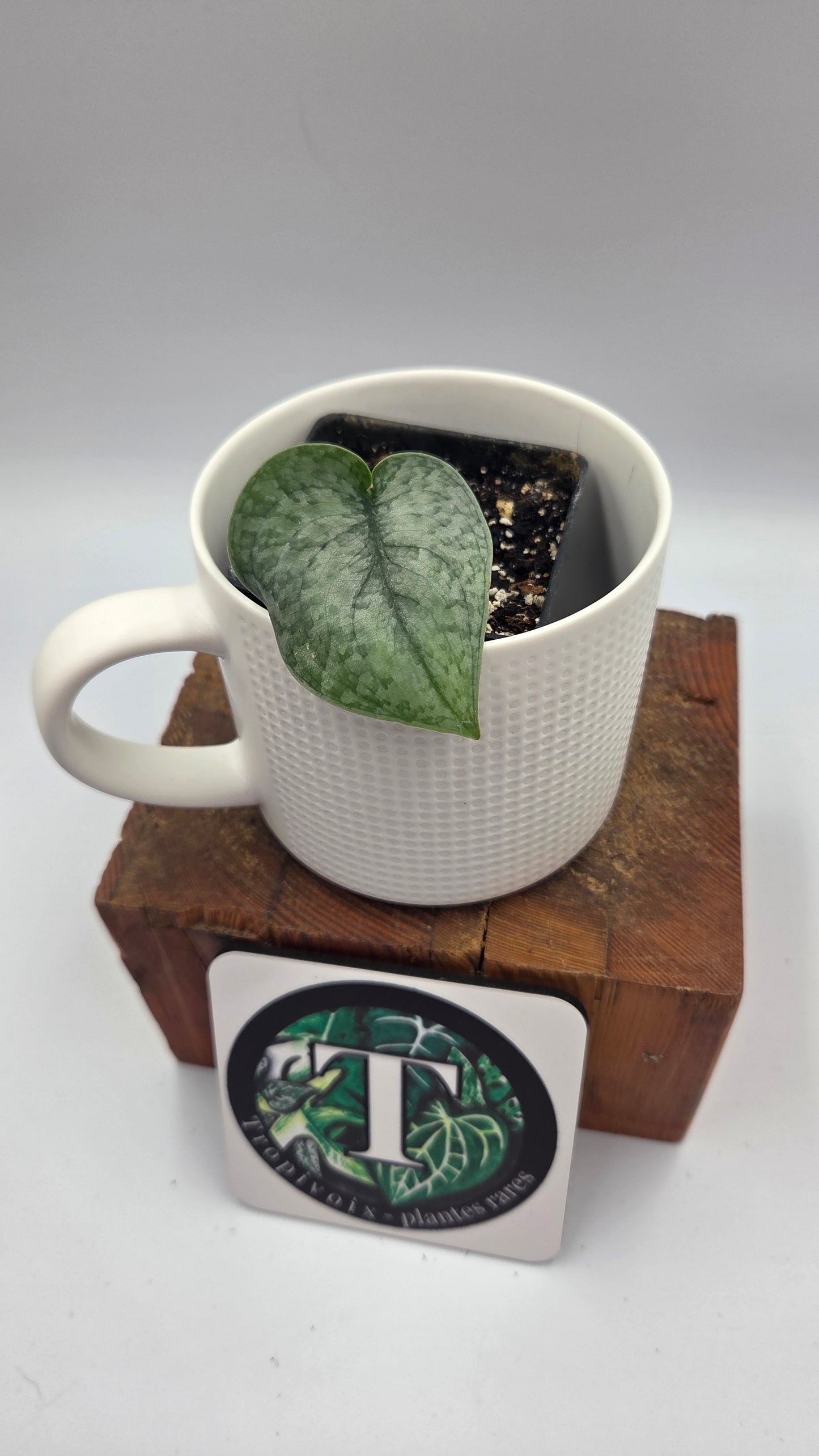 Scindapsus Silver Cloud (SCI-448)