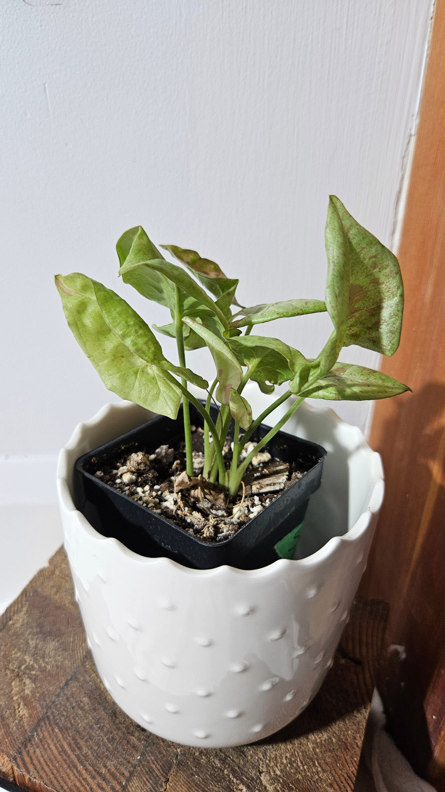 Syngonium Milk Confetti (SYN-453)