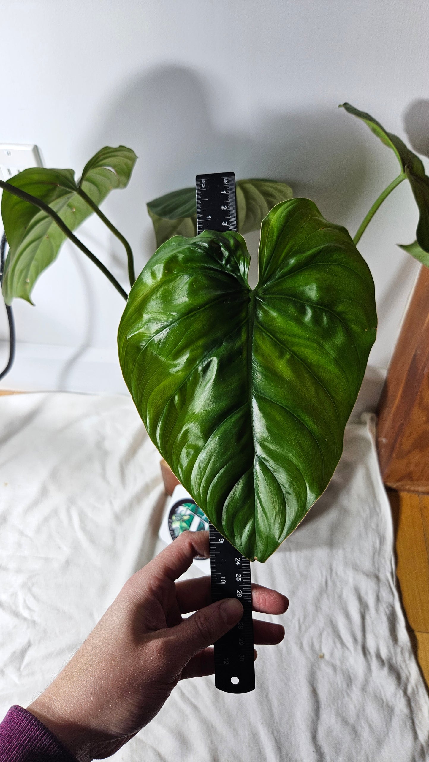 Philodendron Aff Colombia Black(PHI-638)