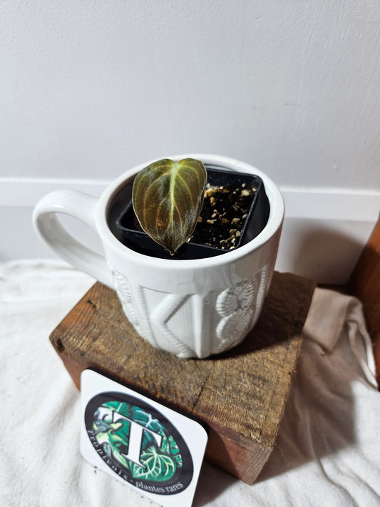 Philodendron Melanochrysum Variegata (PHI-491)