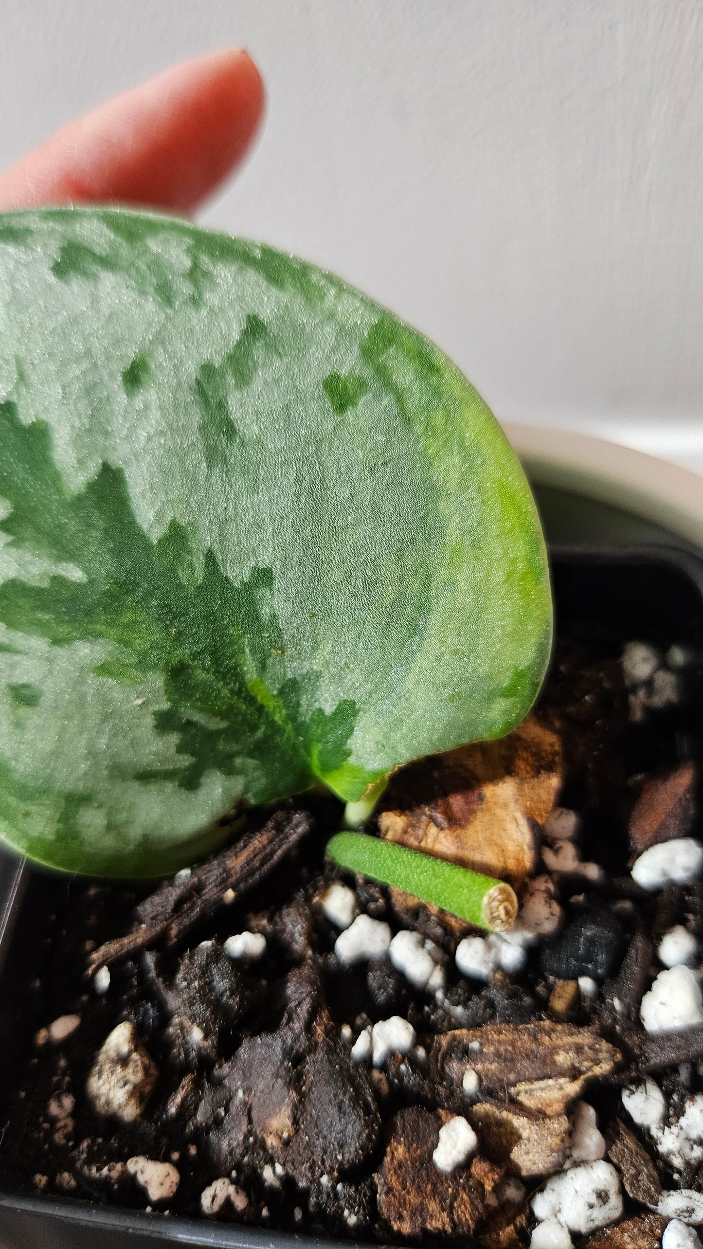 Scindapsus Yupa (SCI-1180)