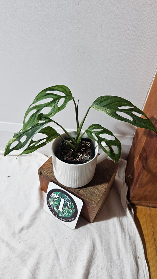 Monstera Andasonii Mint/Indo (MON-484)