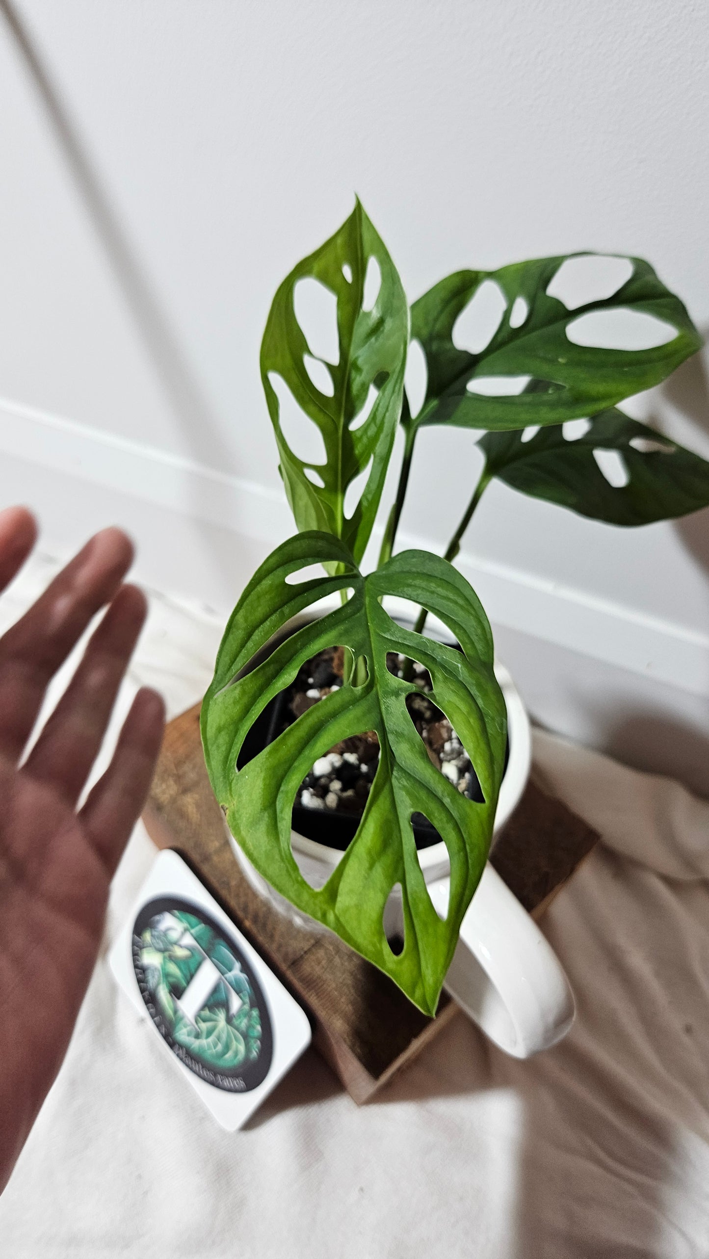 Monstera Acuminata (MON-227)