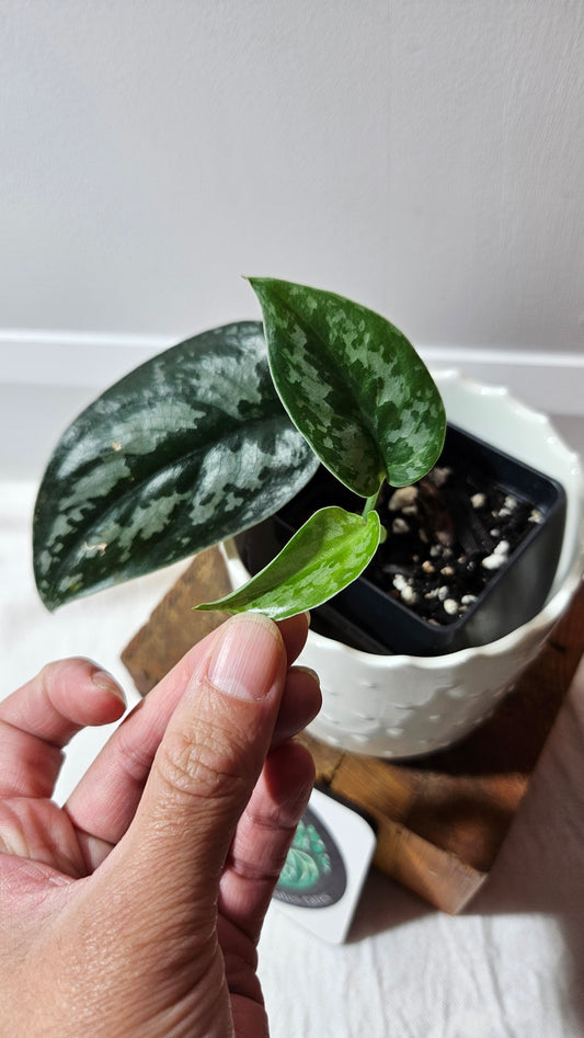 Scindapsus Black Exotica (SCI-1333)