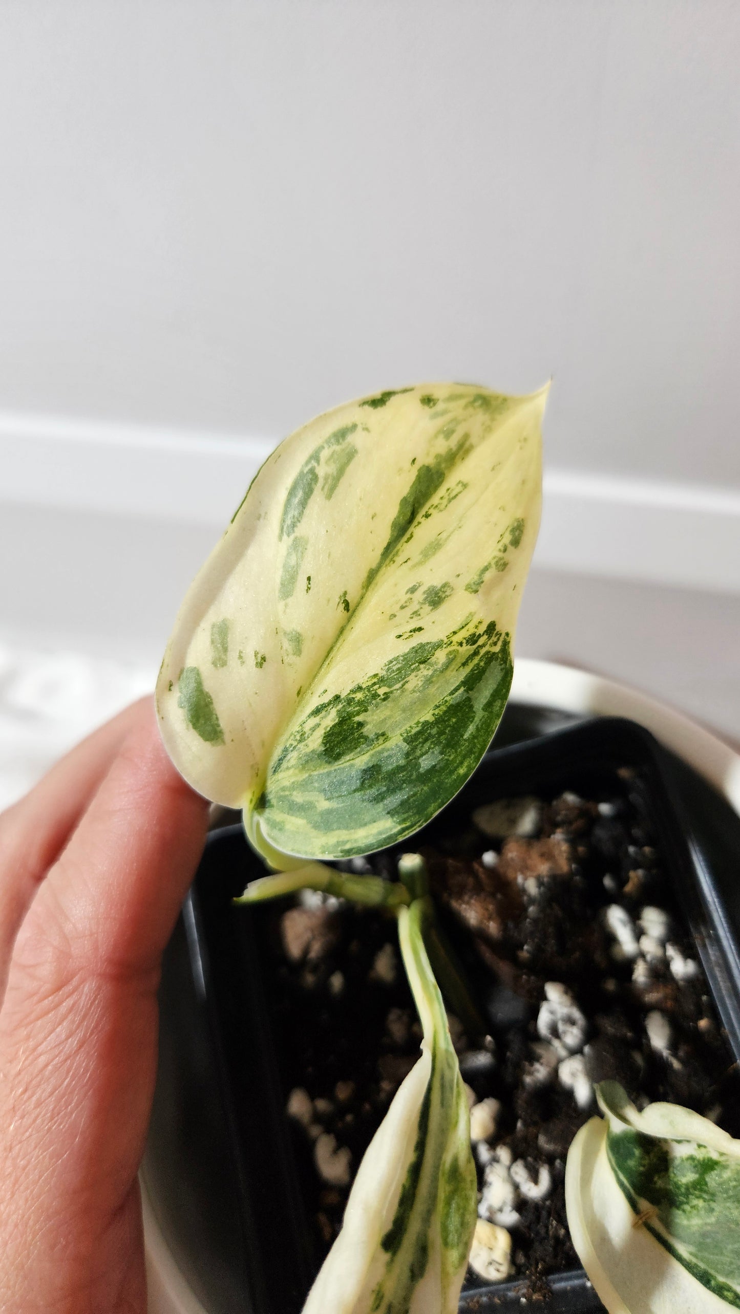 Scindapsus Simbara Mutation (SCI-1314)