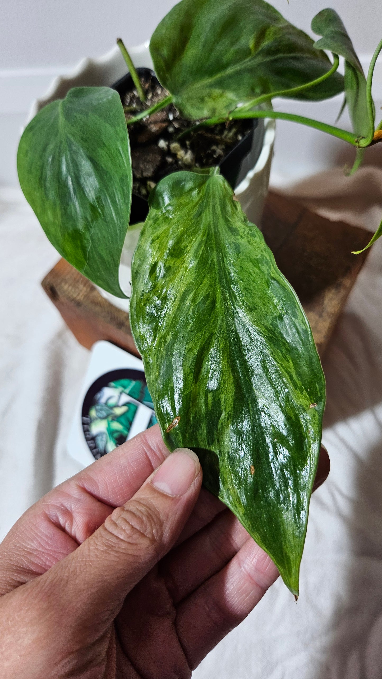 Philodendron Hederaceum Variegata (PHI-560)