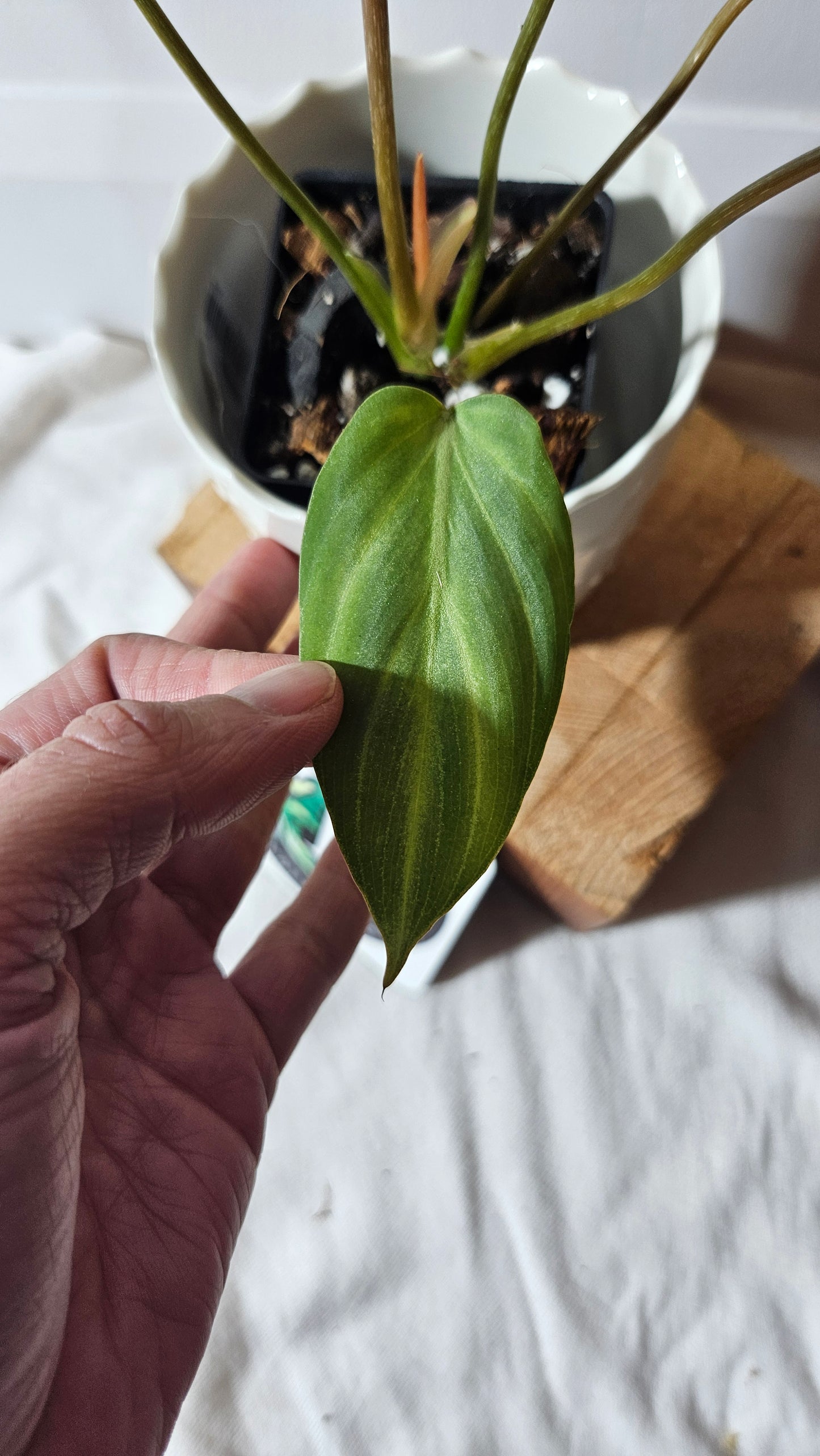 Philodendron Gloriosum White (PHI-675)