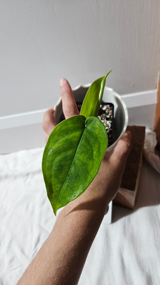 Syngonium Chiapense Albo (SYN-457)