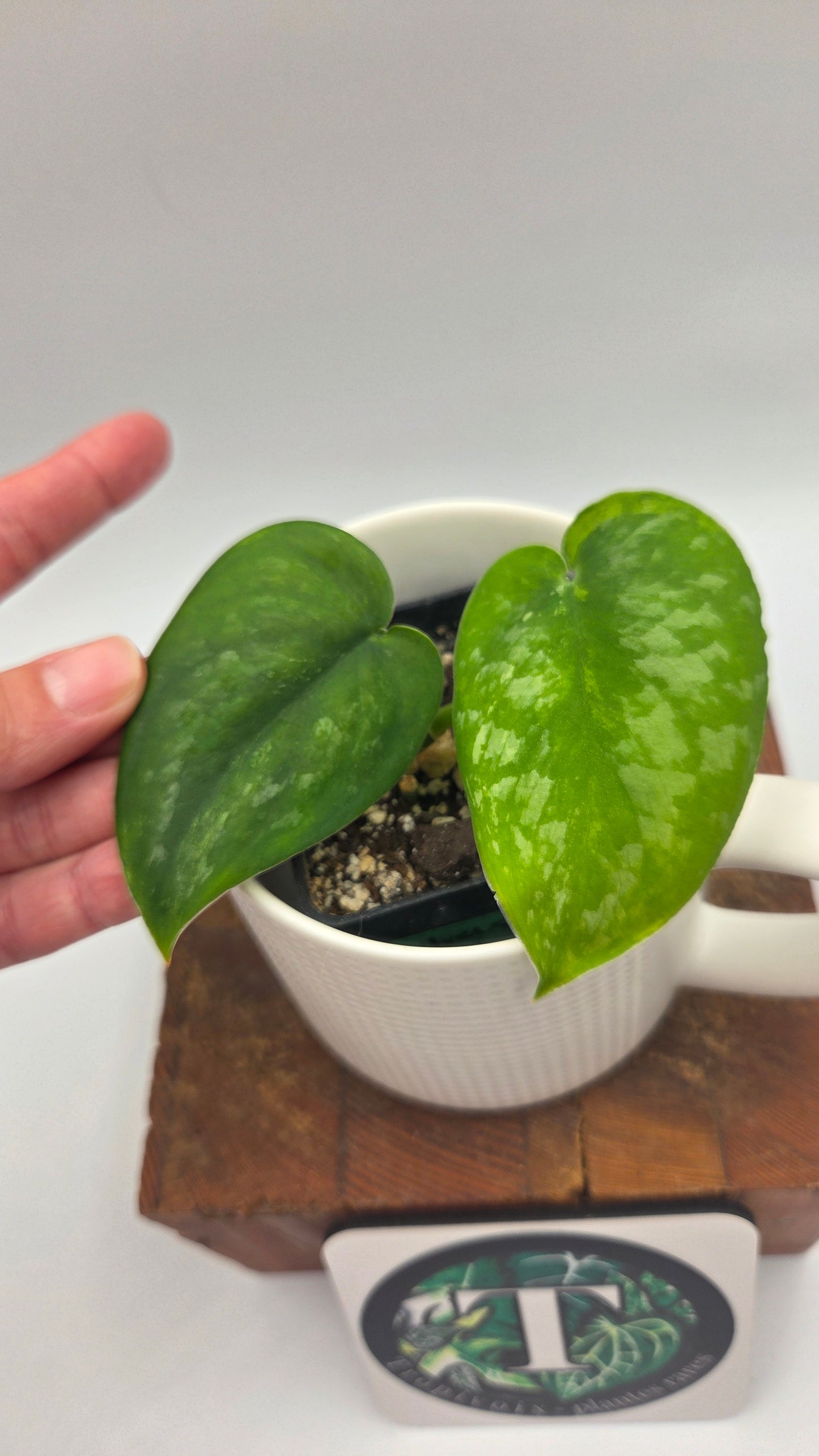 Scindapsus Silver Splash "Green on Green" (SCI-912)