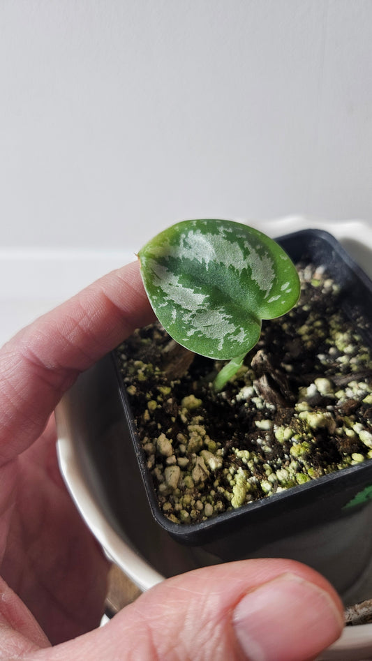 Scindapsus Exotica Tricolore (SCI-928)